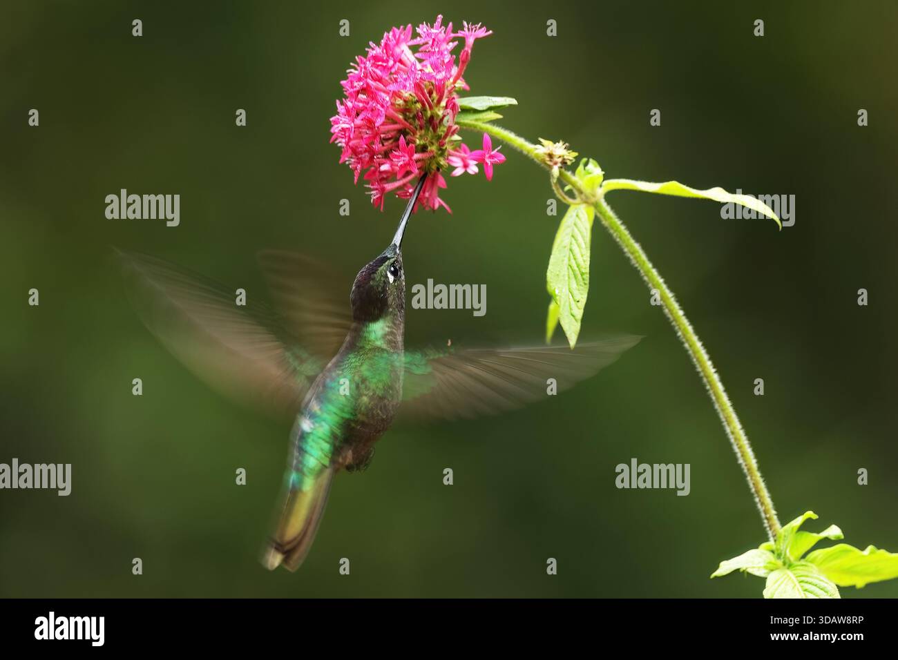 Ein atemberaubender, herrlicher Kolibri schwebt anmutig, während er in Panama leuchtend rosa Blumen ernährt. Seine schillernden Federn glitzern und zeigen das B Stockfoto
