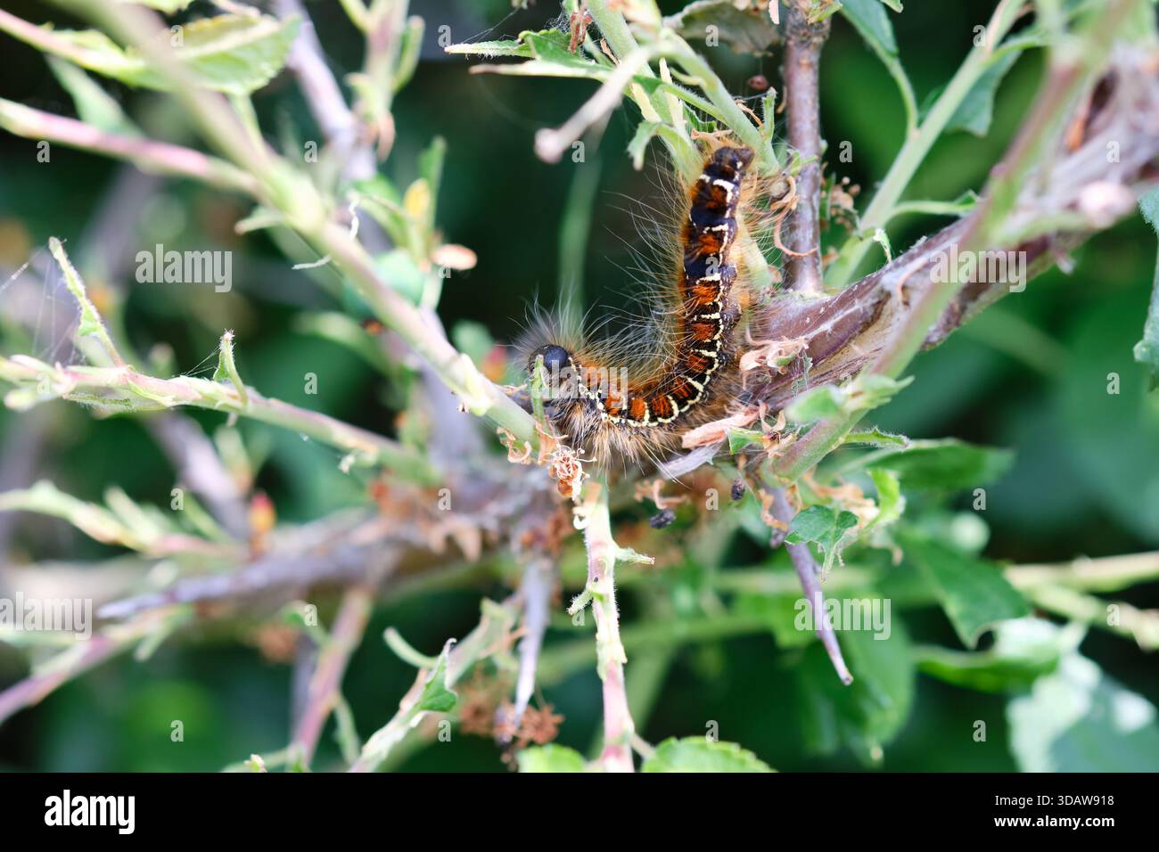 Zelt raupe, Larven der Lasiocampidae Malacosoma Motte, essen Hecken Laub, Hecke, Sommer, England, UK. Stockfoto