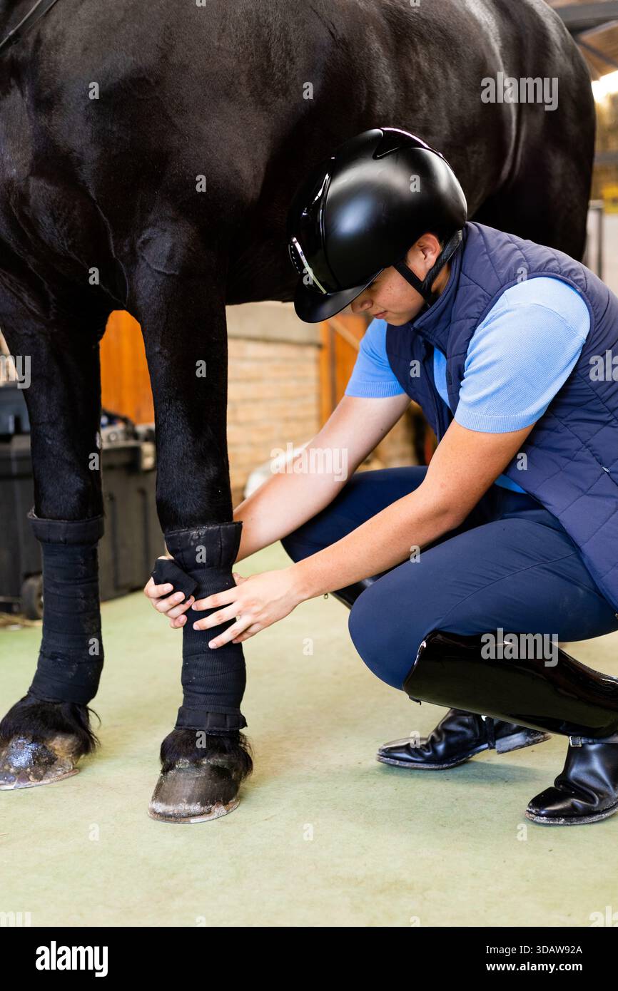 Reitbegeisterte befestigen die Beinschutzausrüstung an einem schwarzen Pferd in einem Stall. Mit Helm und Weste sorgt der Fahrer für Sicherheit und Komfort Stockfoto