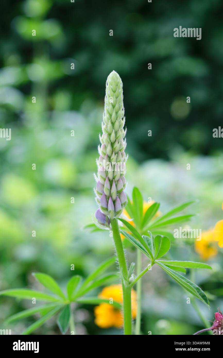 Frühling violett Lupinen, Campanula, wachsen in einem englischen Country Garden Flower Bed, UK. Stockfoto