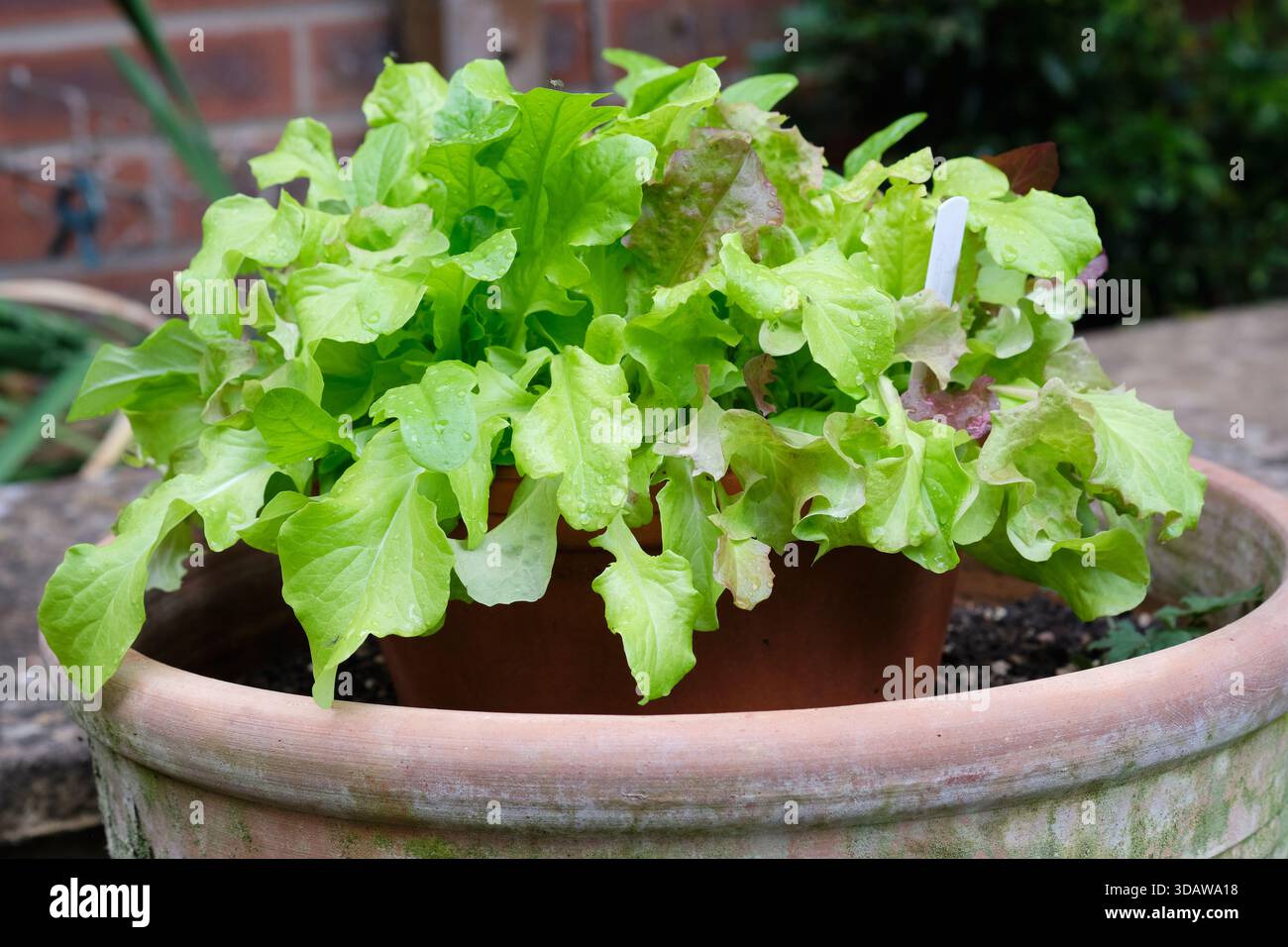 Salatsalat Pflanzen wachsen in einem Pflanztopf in einem Gemüsegarten, Großbritannien. Stockfoto