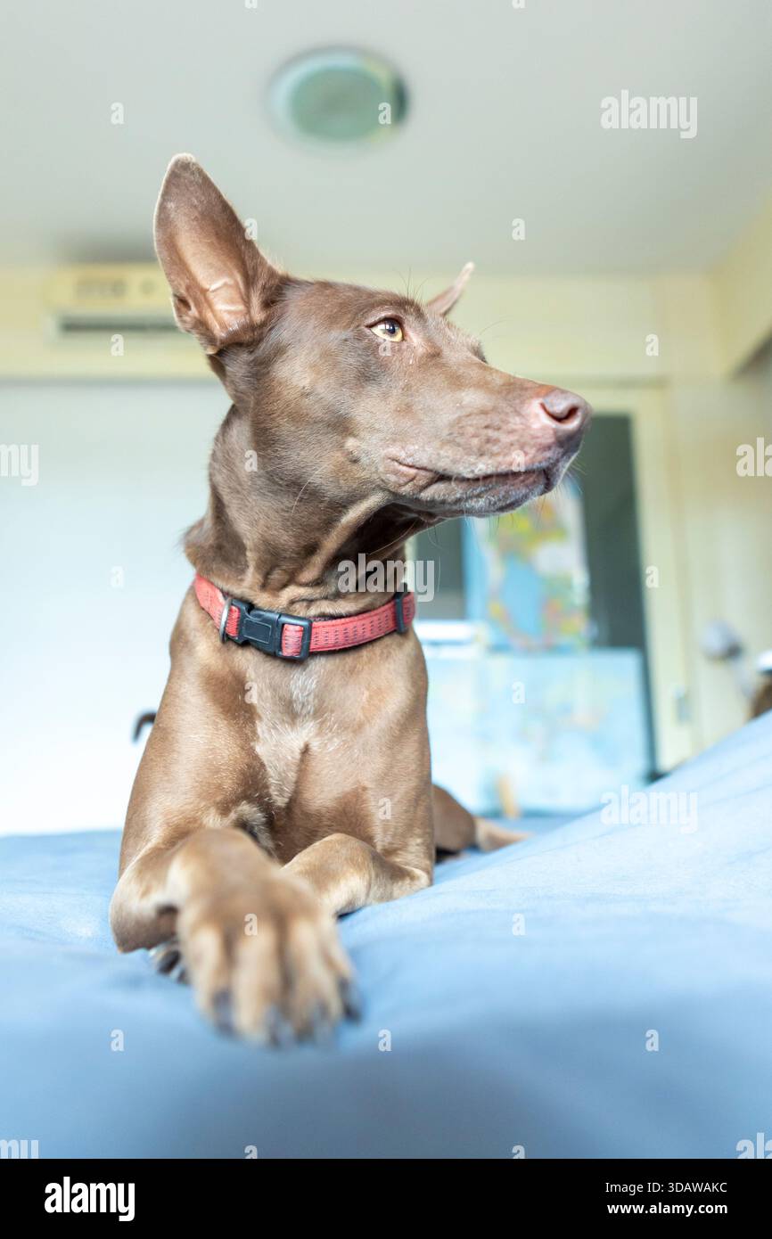 Ein brauner Hund mit rotem Kragen liegt im Bett und blickt aufmerksam zur Seite. Der Hintergrund ist leicht verschwommen, wodurch die Hundewarnung hervorgehoben wird Stockfoto