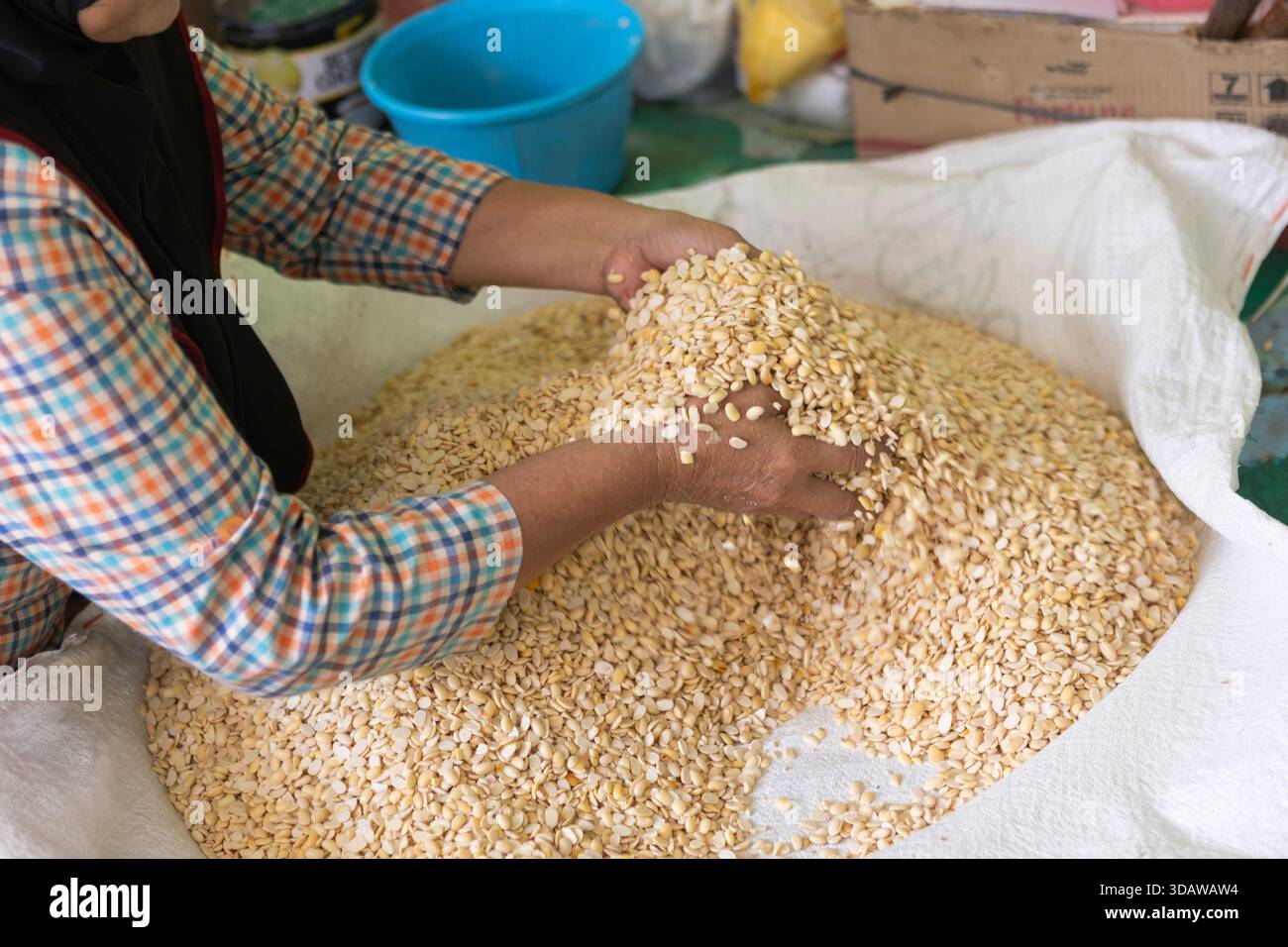 Die zugeschnittene Frau mischt geschälte Sojabohnen sanft in einem großen Beutel und bereitet sie für den traditionellen Fermentationsprozess von handgemachtem Tempeh vor Stockfoto