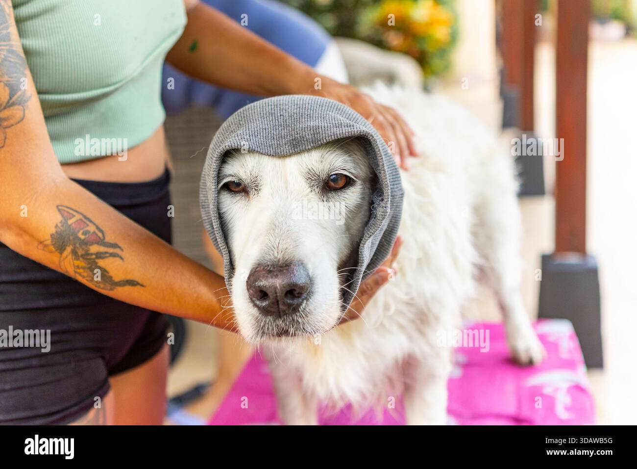 Eine Frau pflegt ihren goldenen Retriever zu Hause sorgfältig, um sicherzustellen, dass der Hund sauber und glücklich ist. Das gemütliche Ambiente spiegelt eine liebevolle Haustierpflege wider Stockfoto