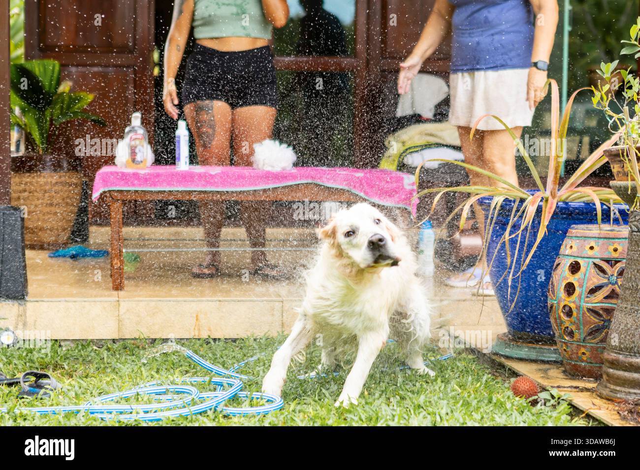 Golden Retriever schüttelt Wasser mitten im Bad im Garten ab und spritzt überall Tropfen. Zwei Frauen und Pflegeutensilien sind im Hintergrund zu sehen Stockfoto