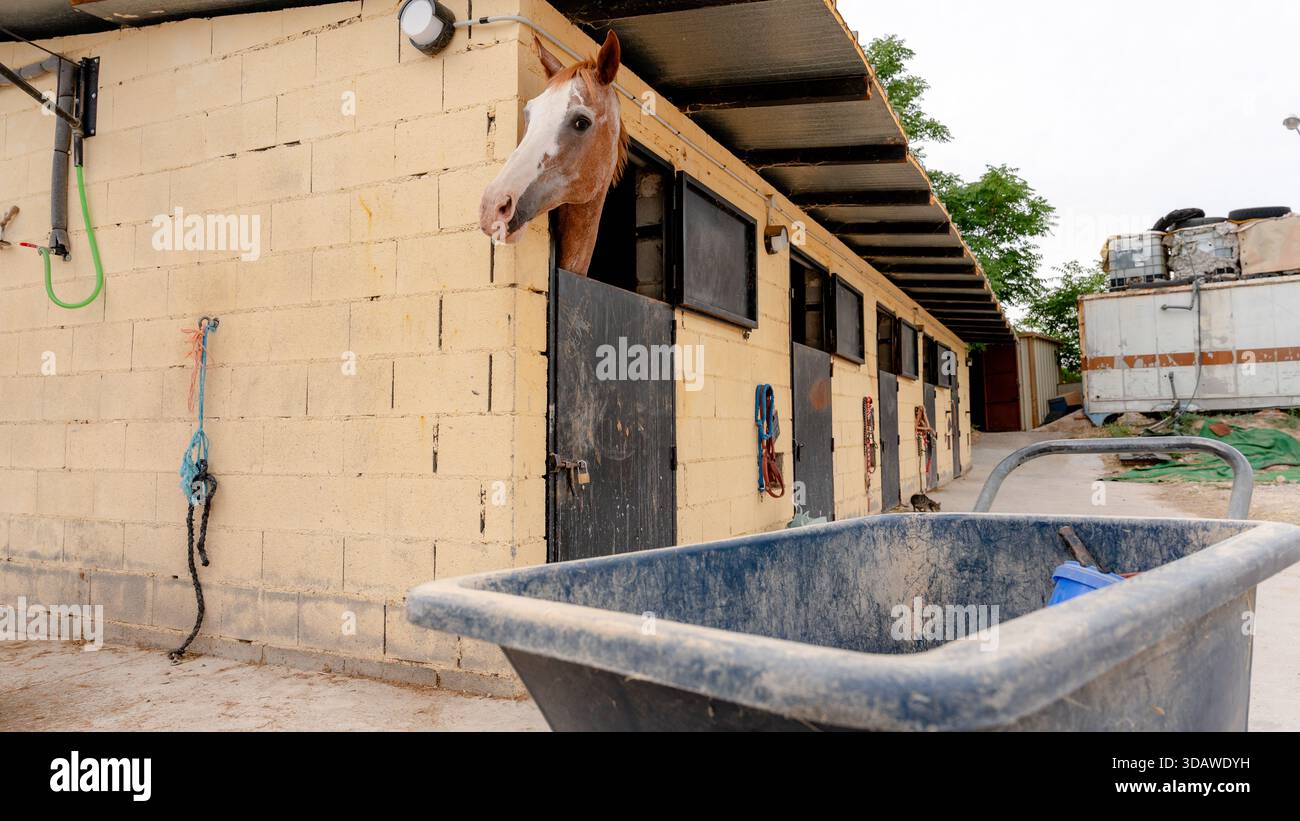 Ein Pferd blickt aus einem Stall in einem Reitzentrum hervor und bietet eine entspannte Umgebung voller wichtiger Elemente für die Pferdepflege und -Pflege Stockfoto