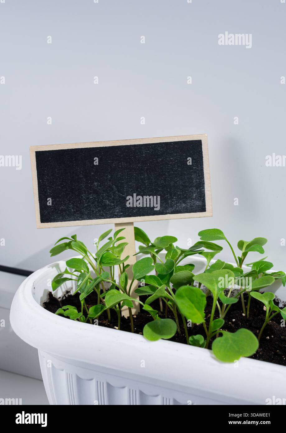 Junge grüne Setzlinge gedeihen in einem weißen Pflanzgefäß mit reichem Boden, unterstützt von einem leeren Holzschild. Ideal für Gartenliebhaber und Ur mit Balkon Stockfoto