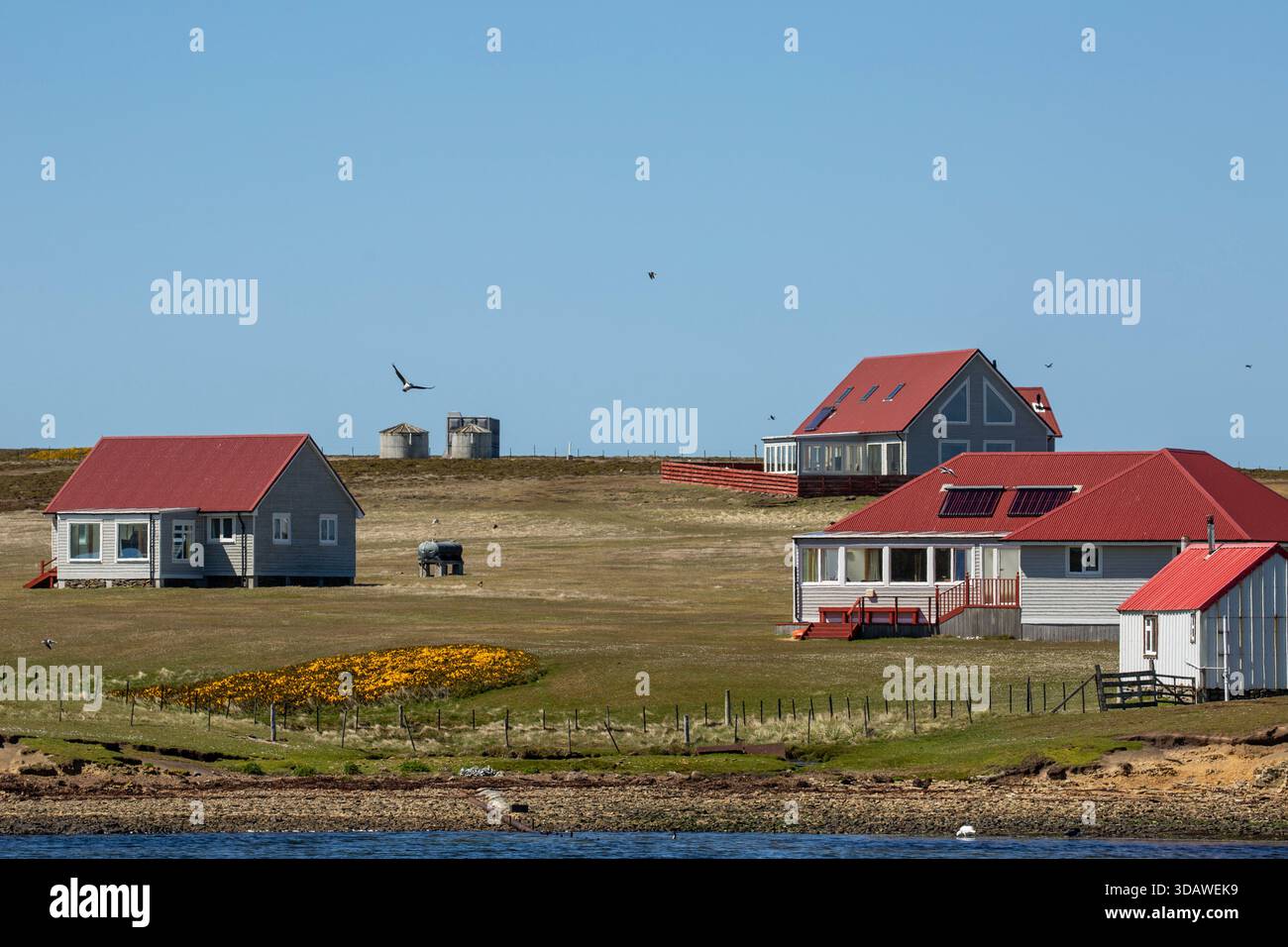 Bleaker Island Siedlung, Bleaker Island, Falklandinseln Stockfoto
