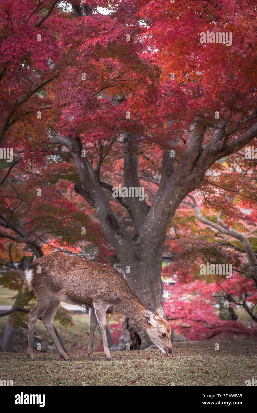 Der Blick auf ein sika-Hirsch weidet friedlich unter einem leuchtenden Baldachin aus roten und orangen Ahornblättern in einer ruhigen Herbstszene in Nara, Nara, Japan. Stockfoto