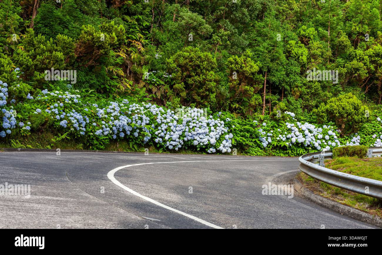 Die Blüten der Hortensie blühen entlang einer gewundenen Bergstraße. Sete Cidades, San Miguel Island, Azoren, Portugal. Stockfoto