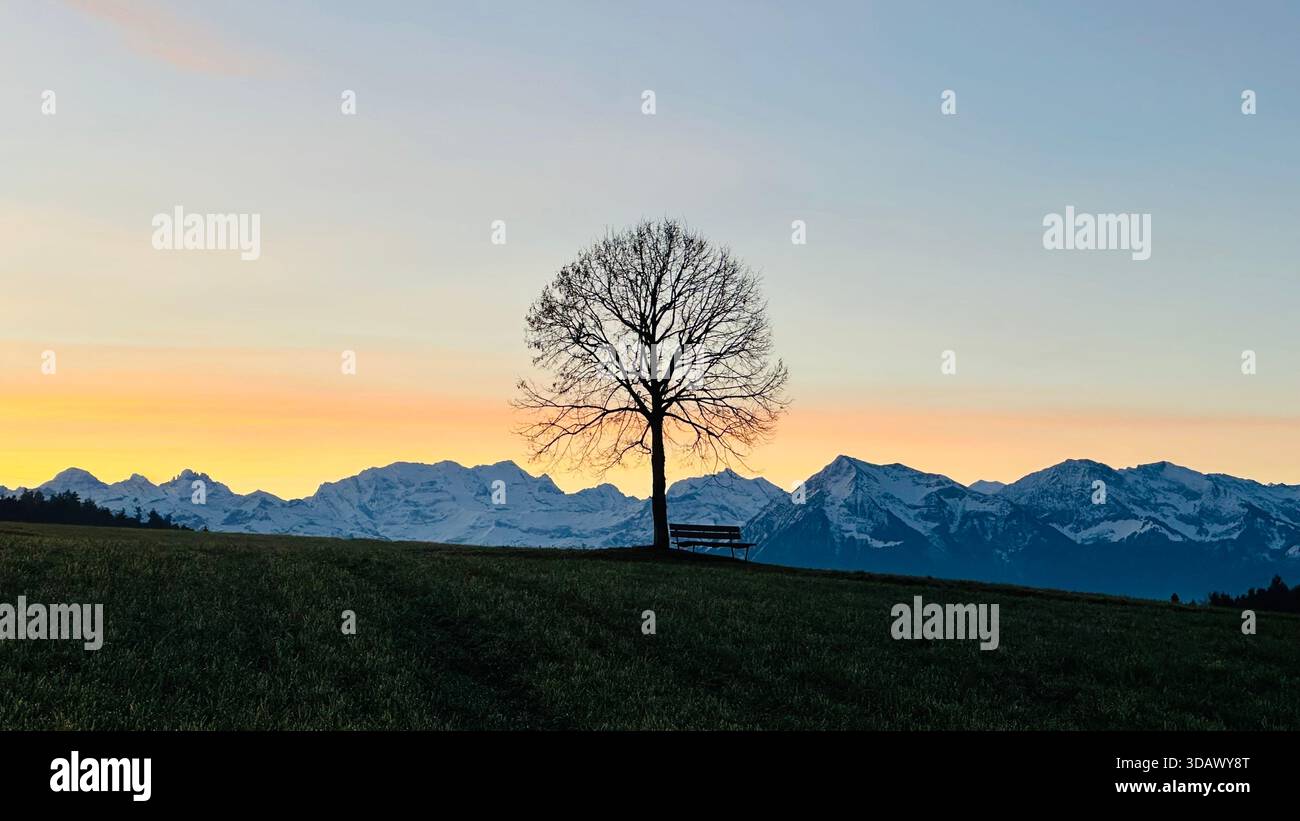 Einzigartiger Wintersonnenaufgang in sanften Gelbtönen hinter einem imposanten Schweizer Alpengebirge mit Baumsilhouette im Berner Oberland, Schweiz Stockfoto