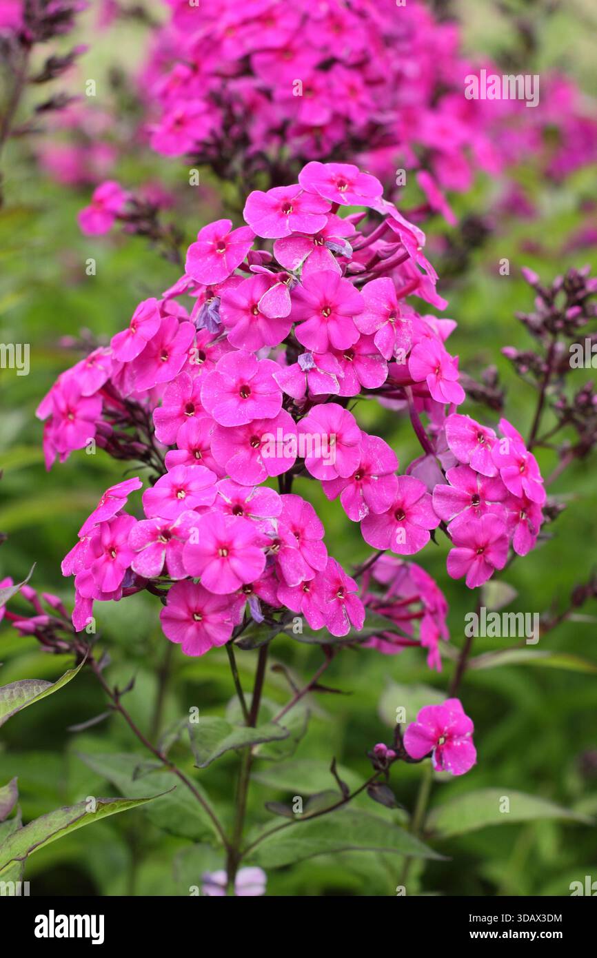 Phlox paniculata 'Cardinal' mit sommerlichen Häufchen rosa Blüten auf tiefvioletten Stielen Stockfoto