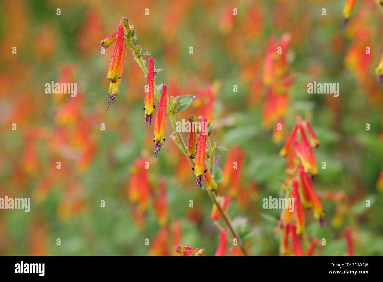 Cuphea ignea, auch Zigarren- und Feuerwerkspflanze genannt, trägt leuchtend orange röhrenförmige Blüten Stockfoto