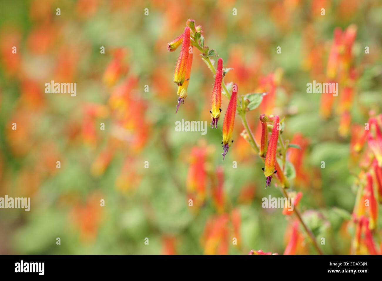Cuphea ignea, auch Zigarren- und Feuerwerkspflanze genannt, trägt leuchtend orange röhrenförmige Blüten Stockfoto