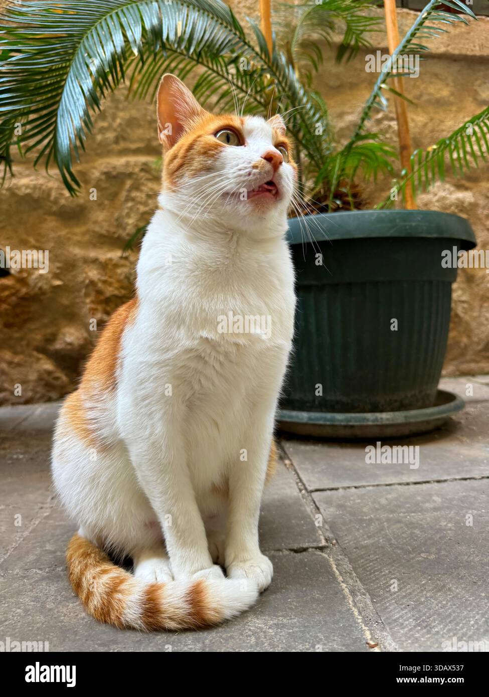 Die süße weiße Ingwerkatze sitzt auf der Straße in Kotor Stockfoto