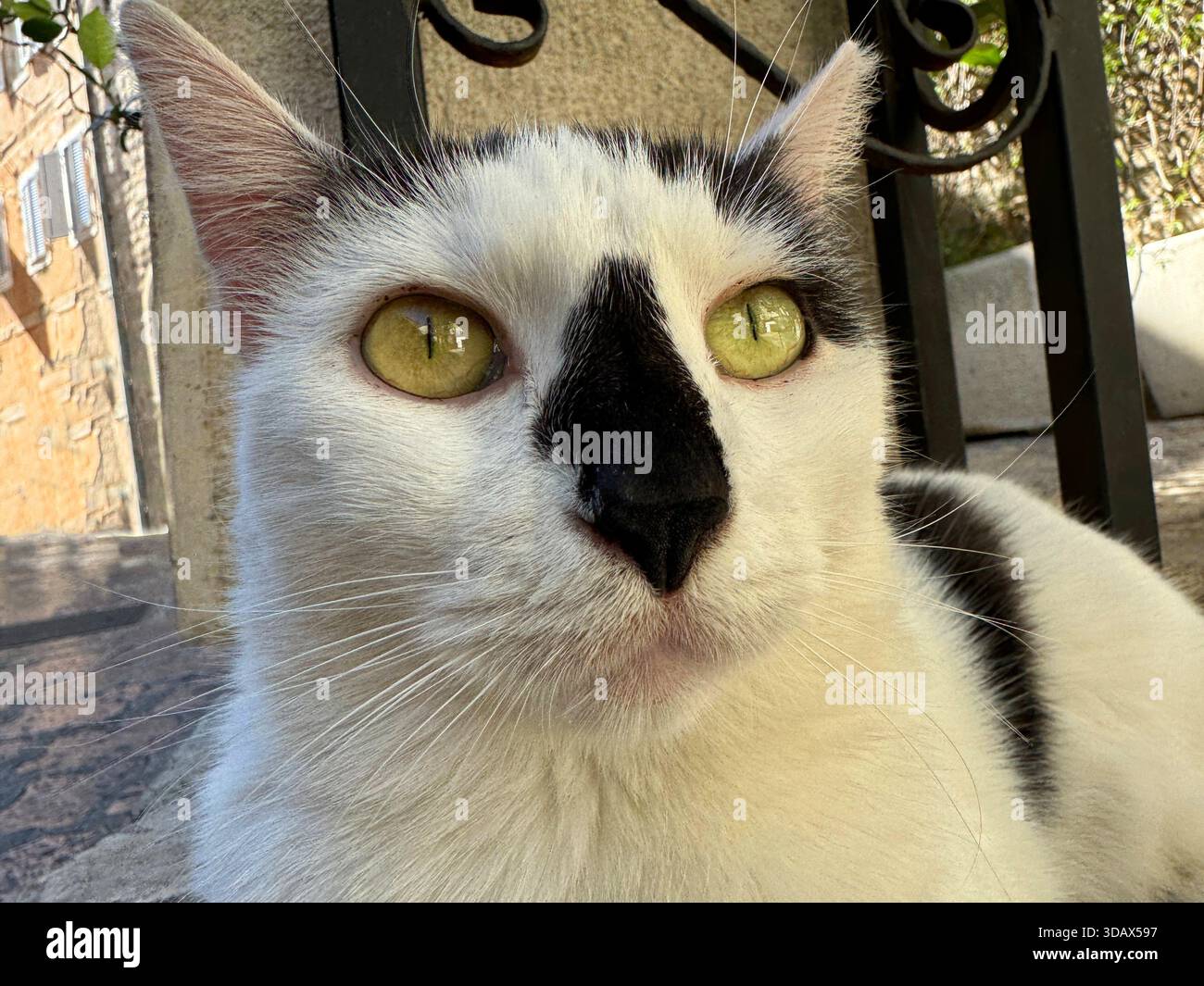 Porträt einer Katze mit weißem Fell und schwarzem Fleck auf der Nase Stockfoto