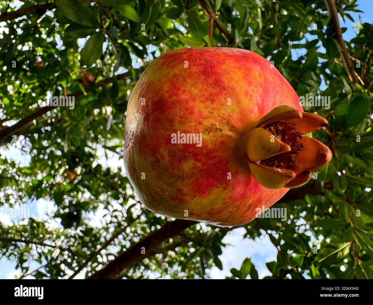 Granatapfel reife Früchte am Baum Stockfoto