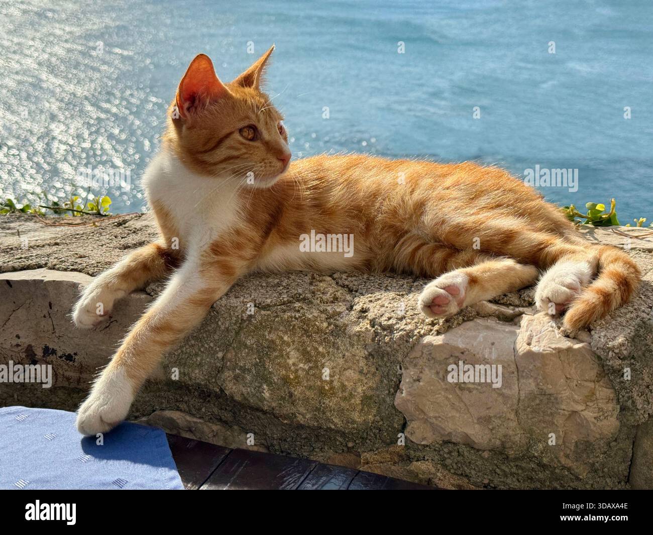 Ingwerkatze, die das Leben am Meer genießt Stockfoto