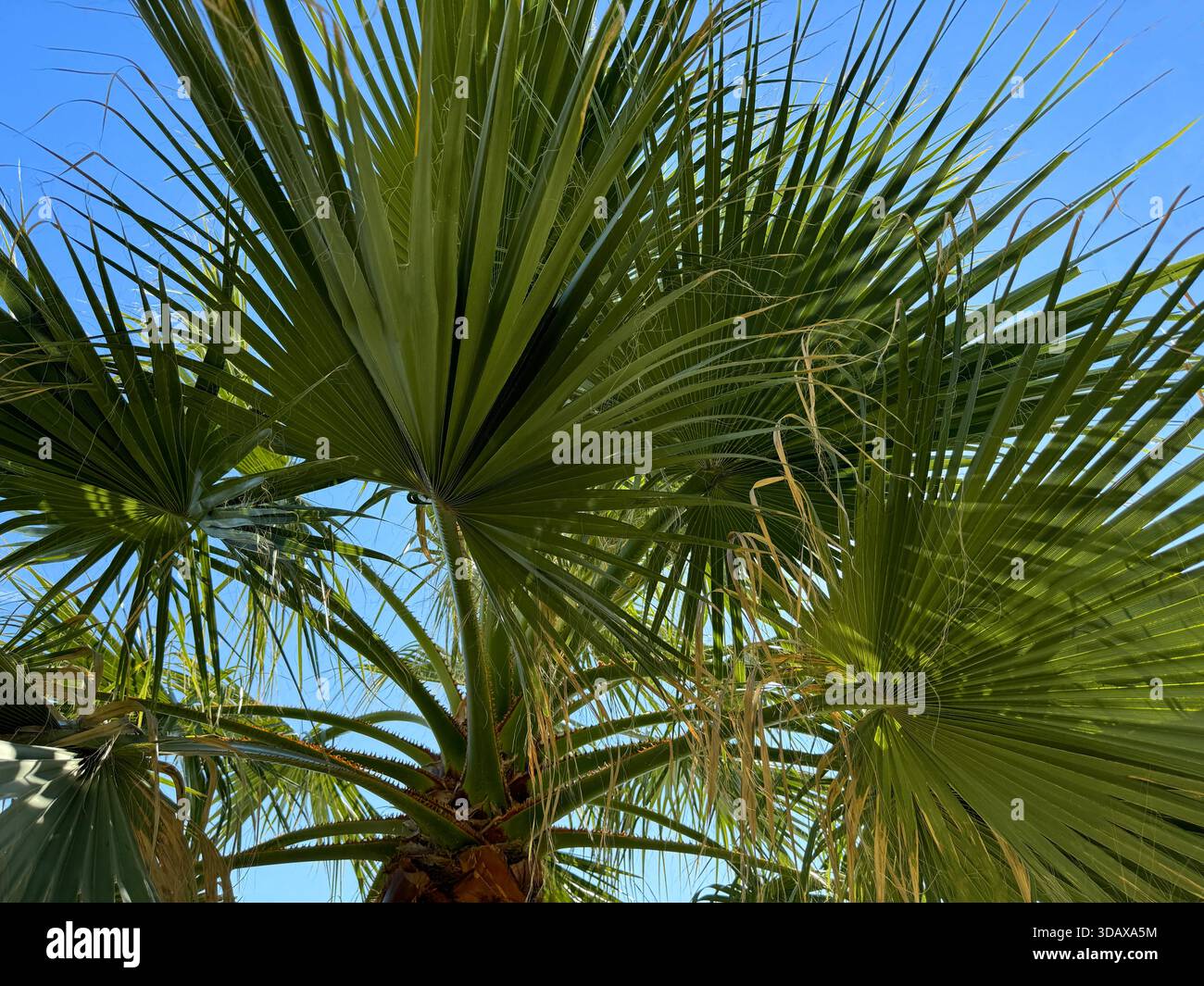 Palmenblättern gegen den blauen Himmel Stockfoto