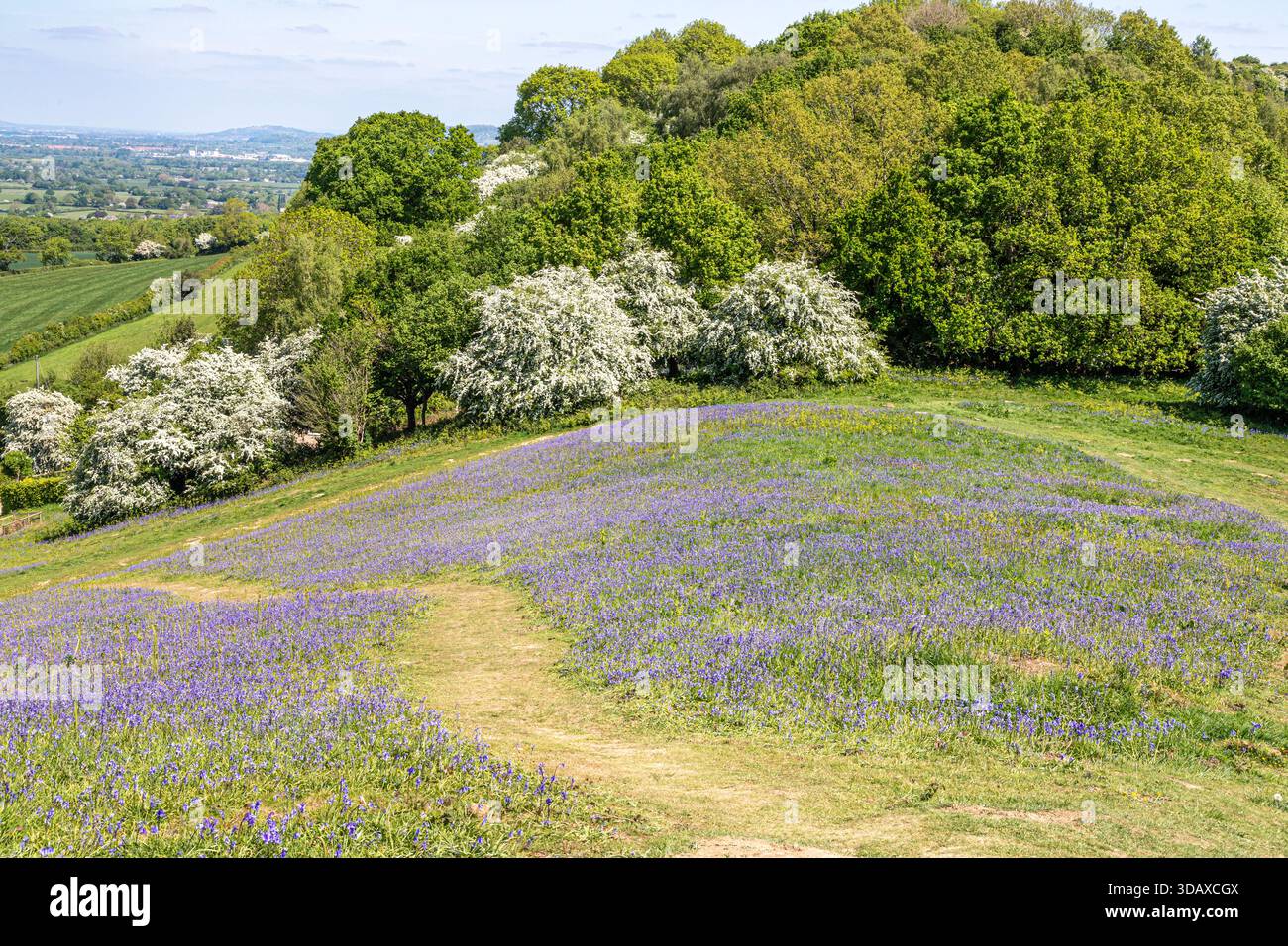Glockenblumen blühen und Weißdorn blühen Anfang Mai auf dem Cam Peak (einem Ausreißer des Cotswold-Karpfens) in der Nähe von Dursley, Gloucestershire, England, Großbritannien Stockfoto