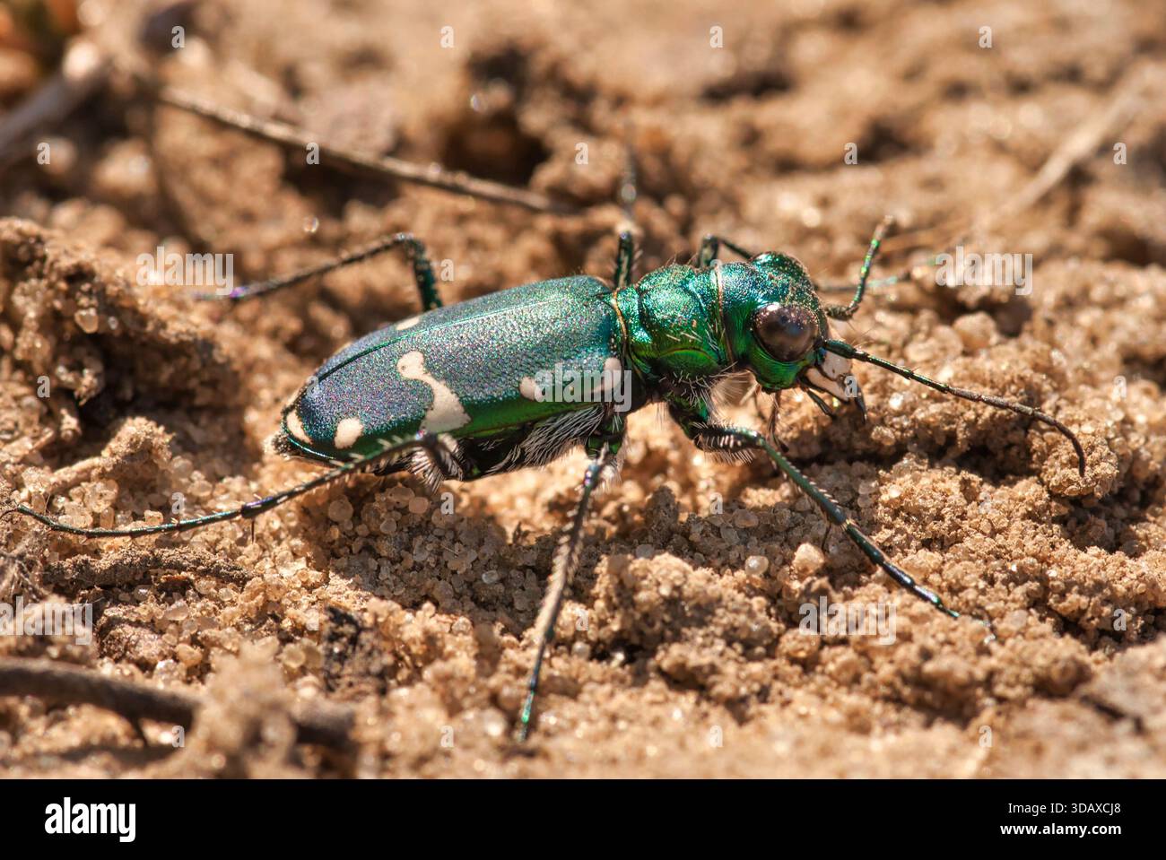 Der Northern Barrens Tiger Beetle (Cicindela patruela patruela) liegt auf einer Sandstraße in der Nähe des Shelp Lake im Chequamegon-Nicolet National Forest, Wisconsin. Stockfoto