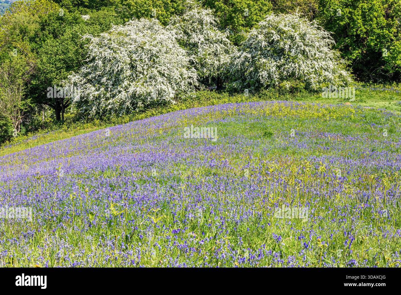 Glockenblumen blühen und Weißdorn blühen Anfang Mai auf dem Cam Peak (einem Ausreißer des Cotswold-Karpfens) in der Nähe von Dursley, Gloucestershire, England, Großbritannien Stockfoto