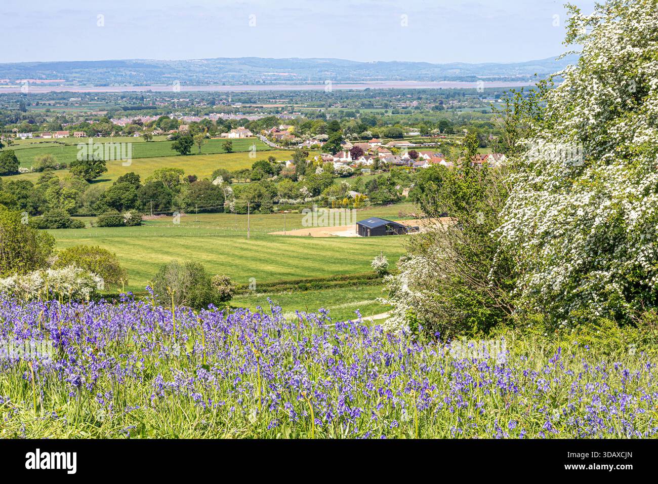 Blumenglöckchen blühen Anfang Mai auf dem Cam Peak (einem Ausreißer des Cotswold-Scraps) in der Nähe von Dursley, Gloucestershire, England, Großbritannien Stockfoto