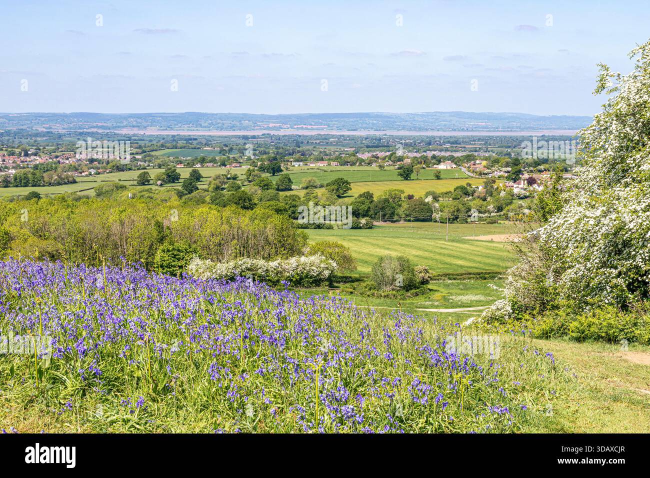 Blumenglöckchen blühen Anfang Mai auf dem Cam Peak (einem Ausreißer des Cotswold-Scraps) in der Nähe von Dursley, Gloucestershire, England, Großbritannien Stockfoto
