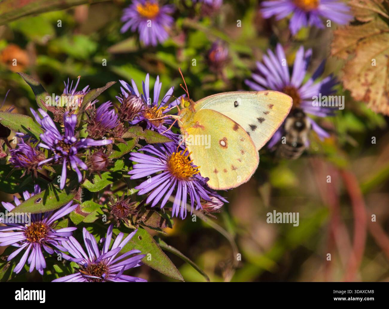 Orangenschwefelschmetterling (Colias eurytheme), der im Herbst in Paradise Springs, Wisconsin, auf New England Aster (Symphyotrichum novae-angliae) speist. Stockfoto