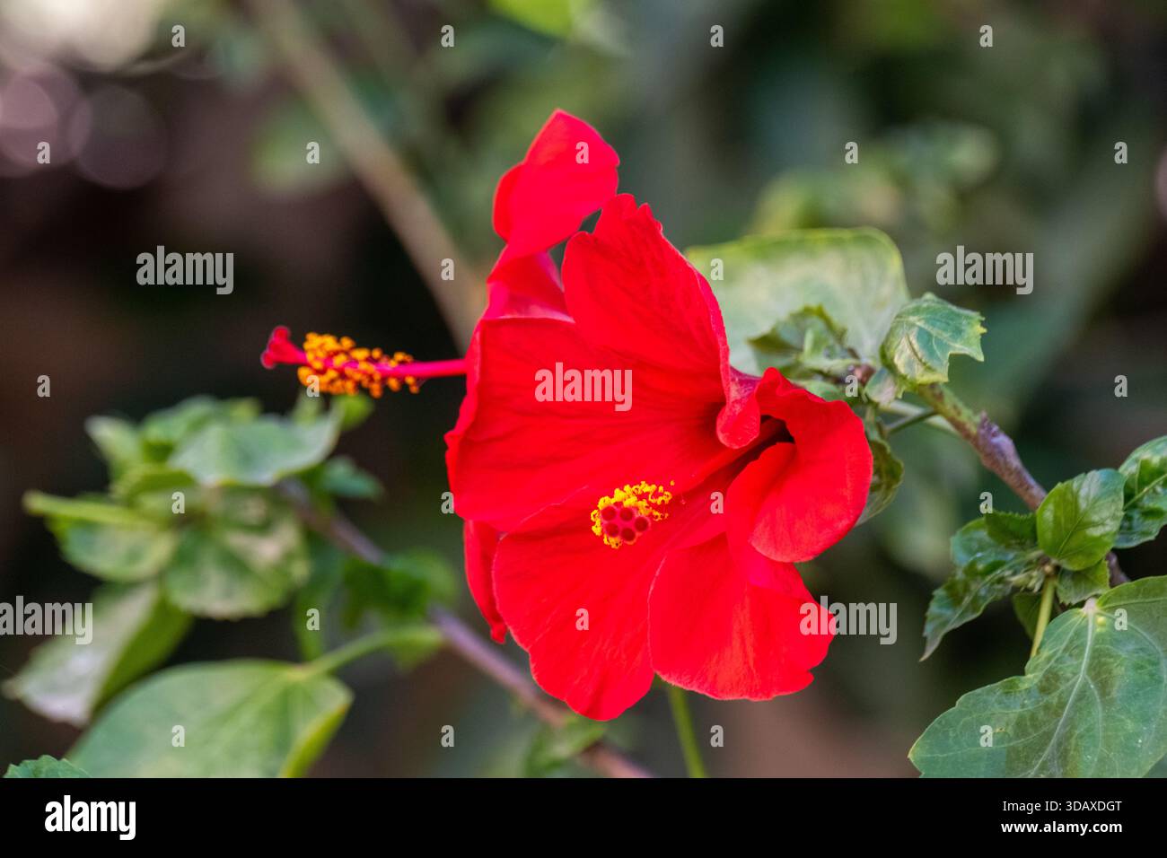Rote Hibiskusblüten (Hibiscus rosa‑sinensis) blühen auf Sträuchern, Garten in Kairo, Ägypten Stockfoto