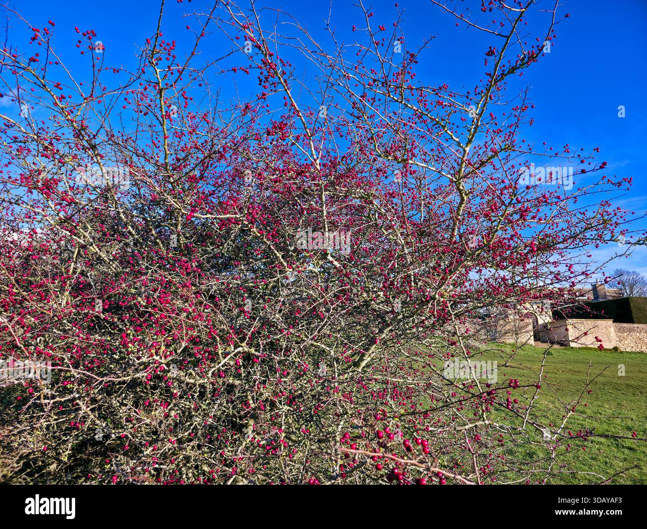 Großer Busch bedeckt mit hellen roten Beeren in der englischen Winterlandschaft Stockfoto