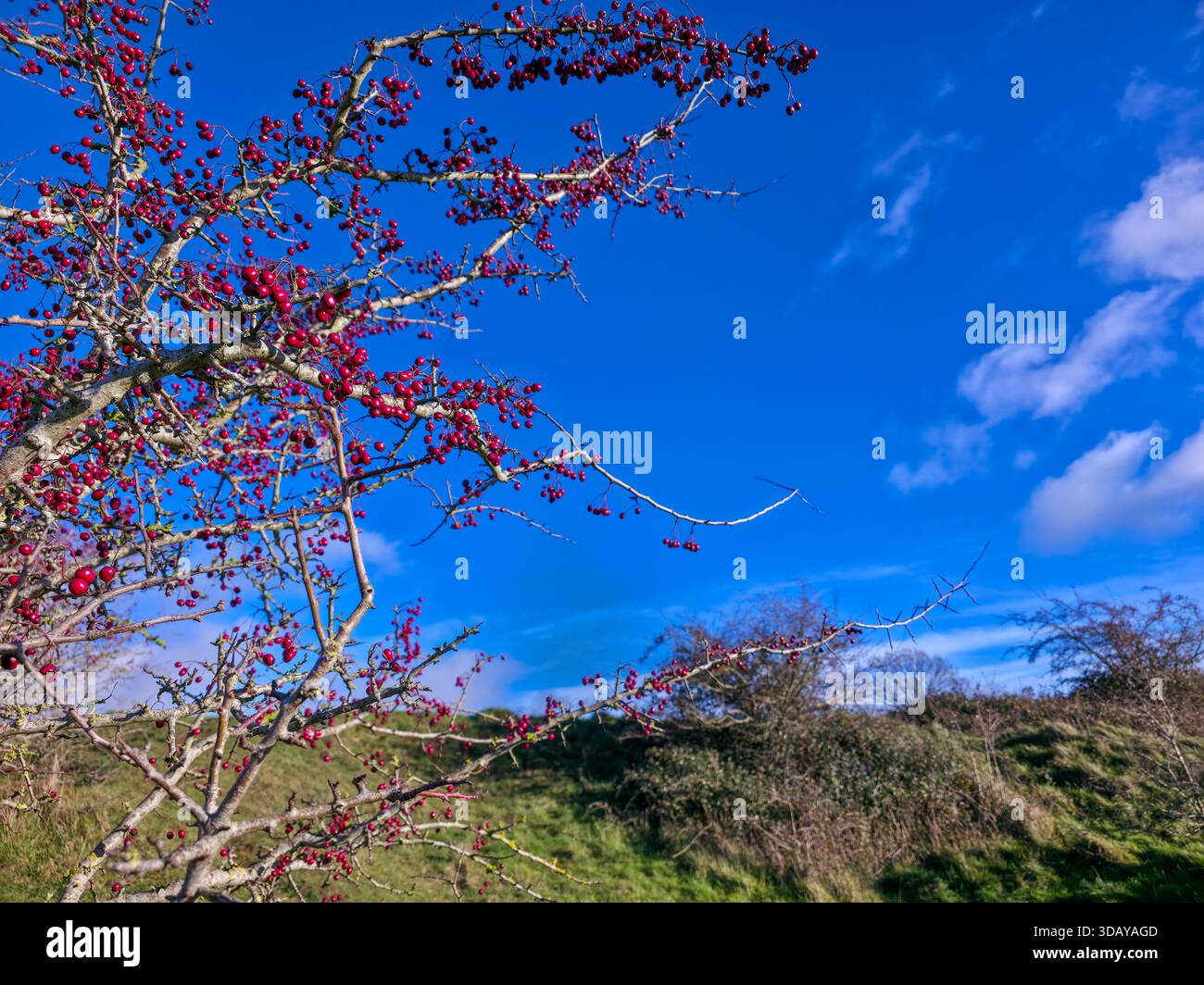 Leuchtende rote Beeren auf Ästen vor dem hellen blauen Winterhimmel - Smartphone-aufgenommenes Stockfoto