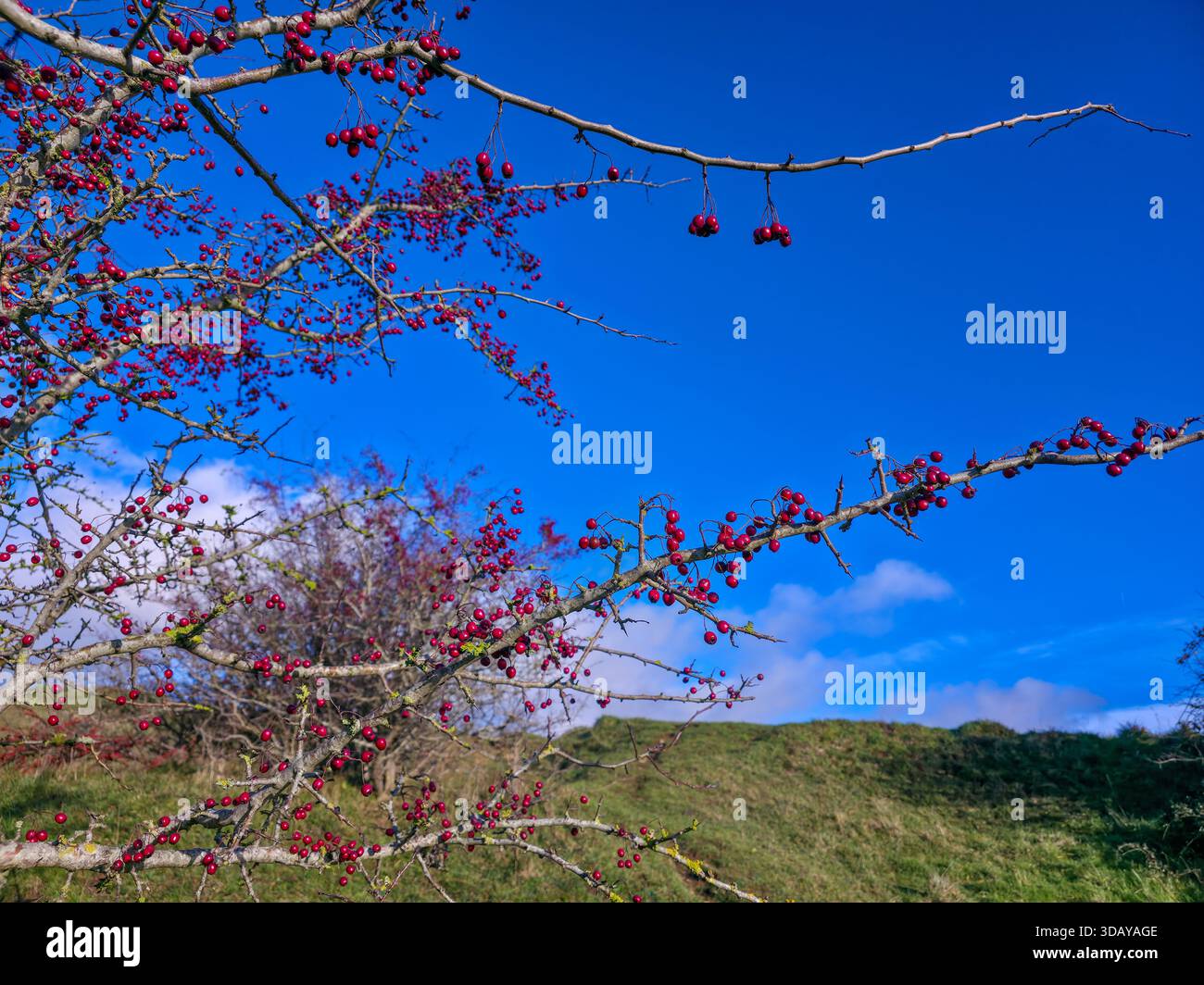Rote Beeren auf Dornästen gegen den klaren blauen Himmel in der Winterlandschaft Stockfoto