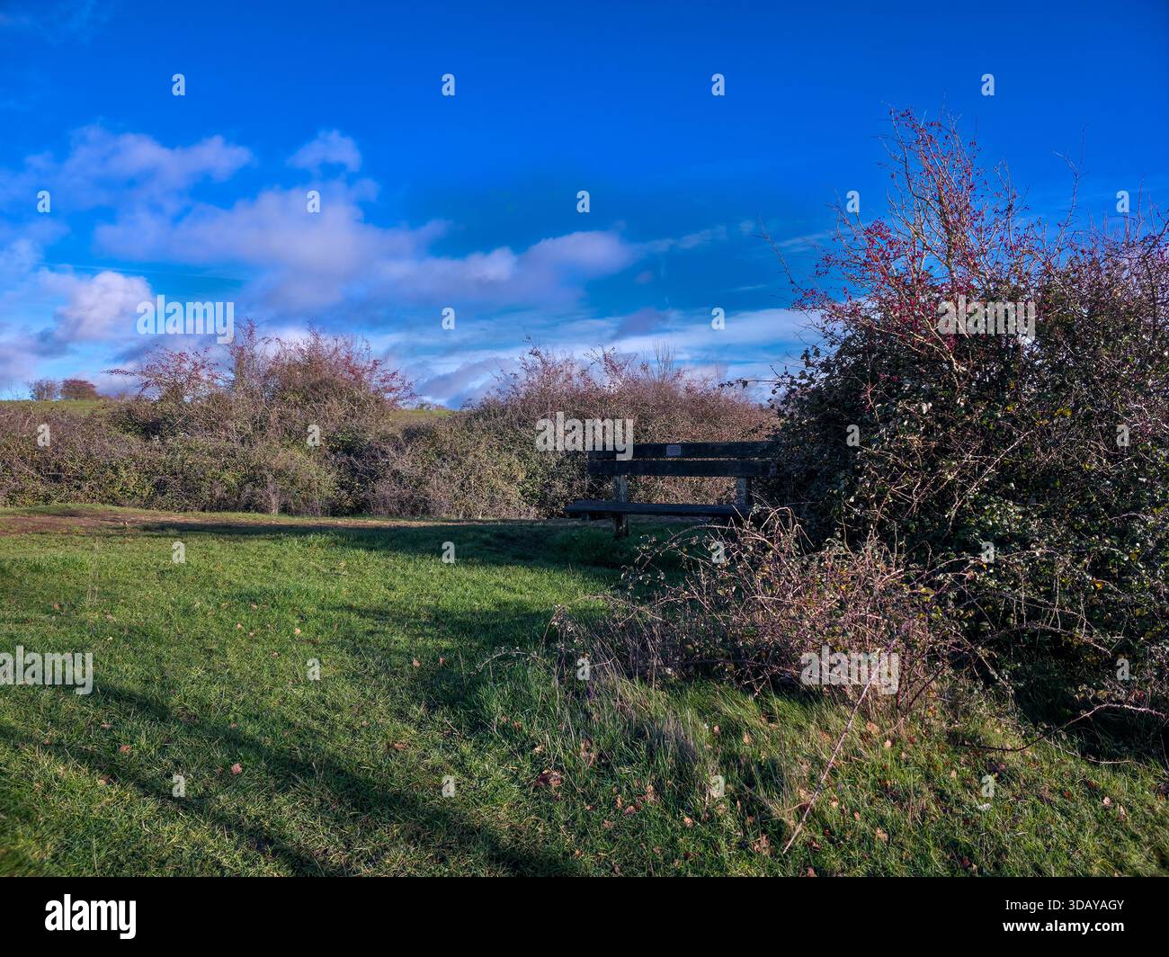 Versteckte Holzbank umgeben von Büschen in friedlicher englischer Landschaft Stockfoto