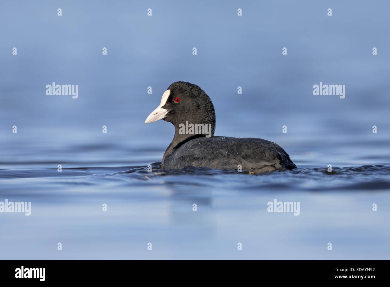 Die Hähnchen (Fulica atra) erregen wenig Aufmerksamkeit und wirken unauffällig, nur bei genauerem Hinsehen entdecken Sie die rote Iris der Augen und der Brig Stockfoto