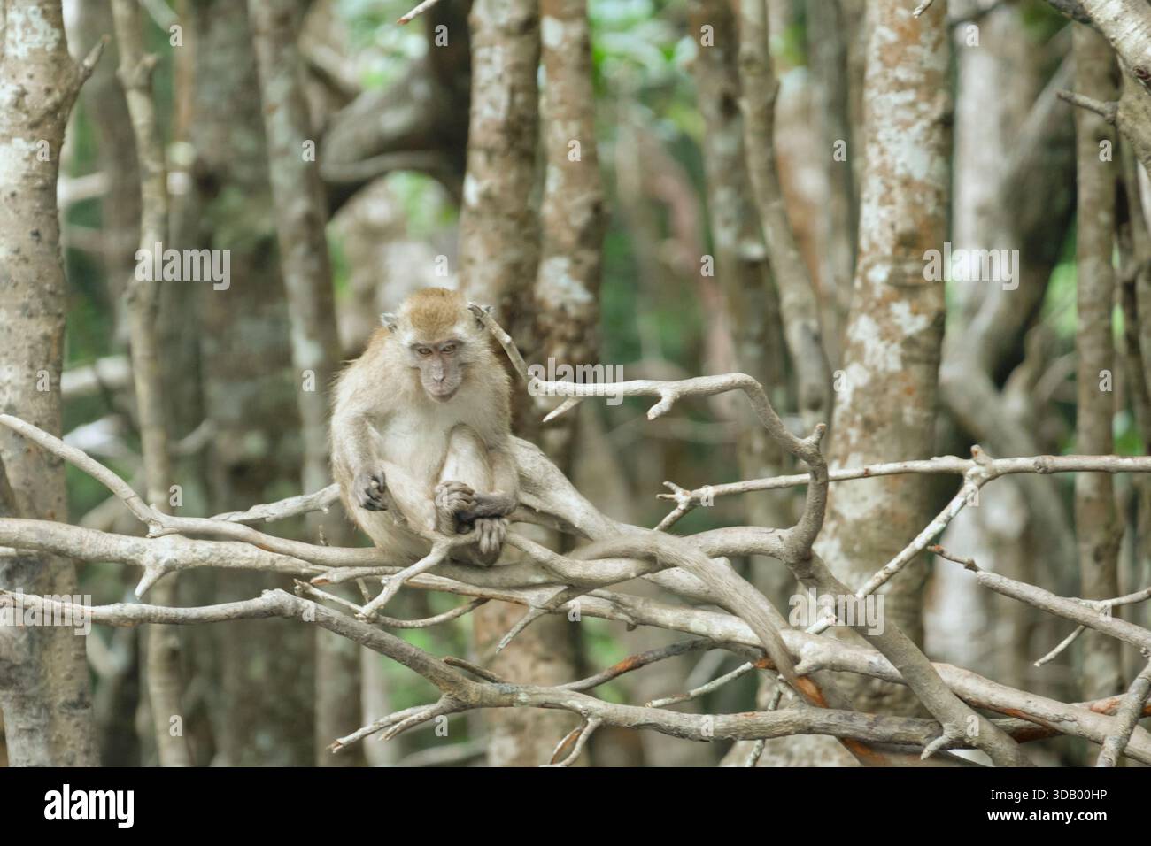Affen im Mangrovenwald von Langkawi Island, Malaysia. Hochwertige Fotos Stockfoto