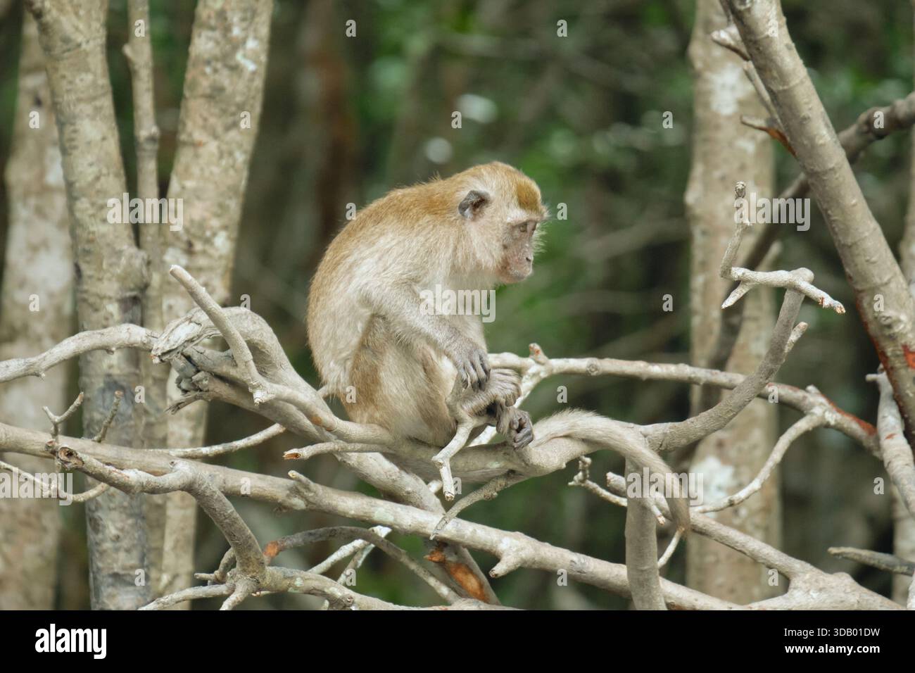 Affen im Mangrovenwald von Langkawi Island, Malaysia. Hochwertige Fotos Stockfoto
