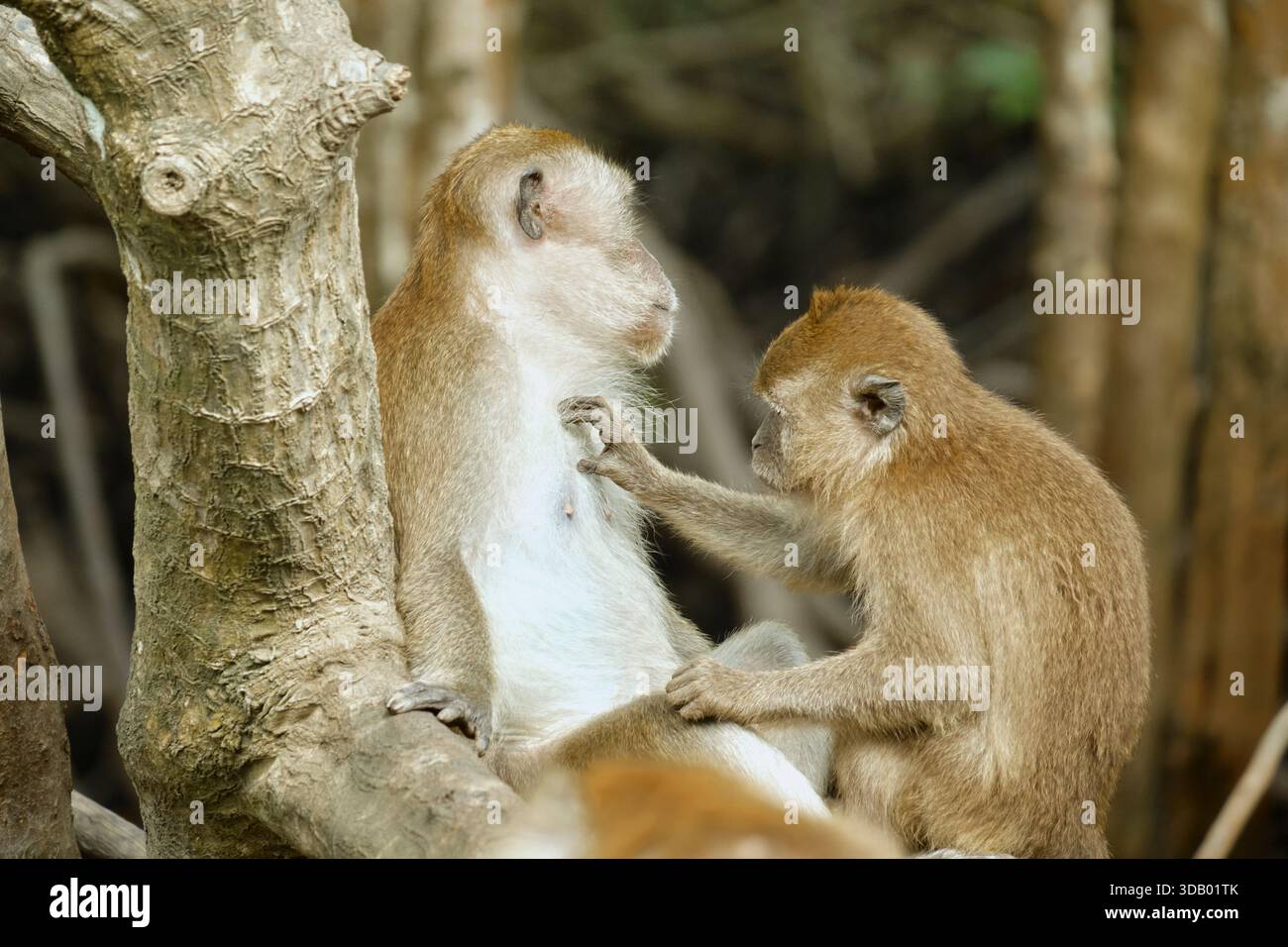 Affen im Mangrovenwald von Langkawi Island, Malaysia. Hochwertige Fotos Stockfoto