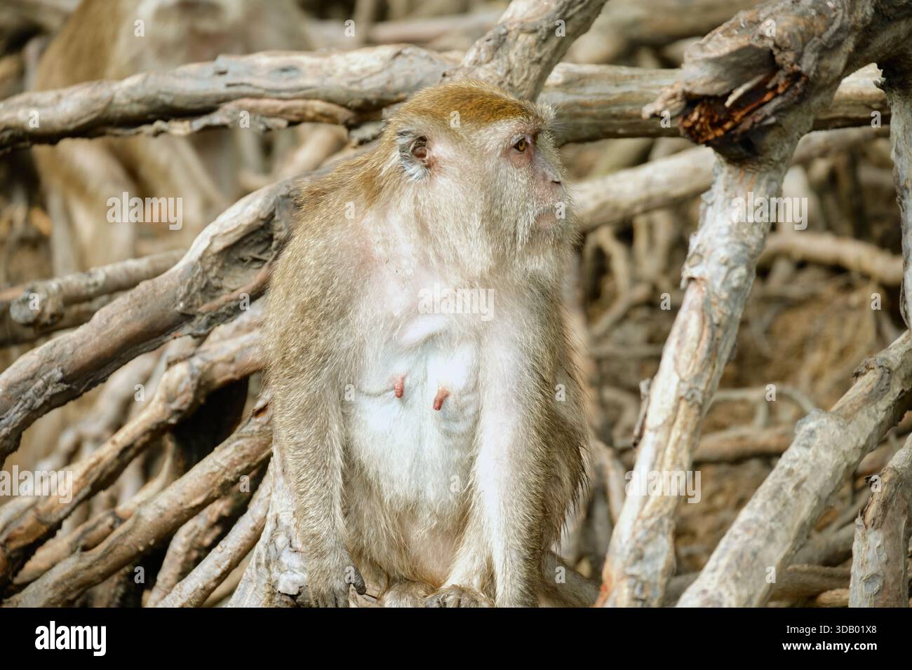 Affen im Mangrovenwald von Langkawi Island, Malaysia. Hochwertige Fotos Stockfoto