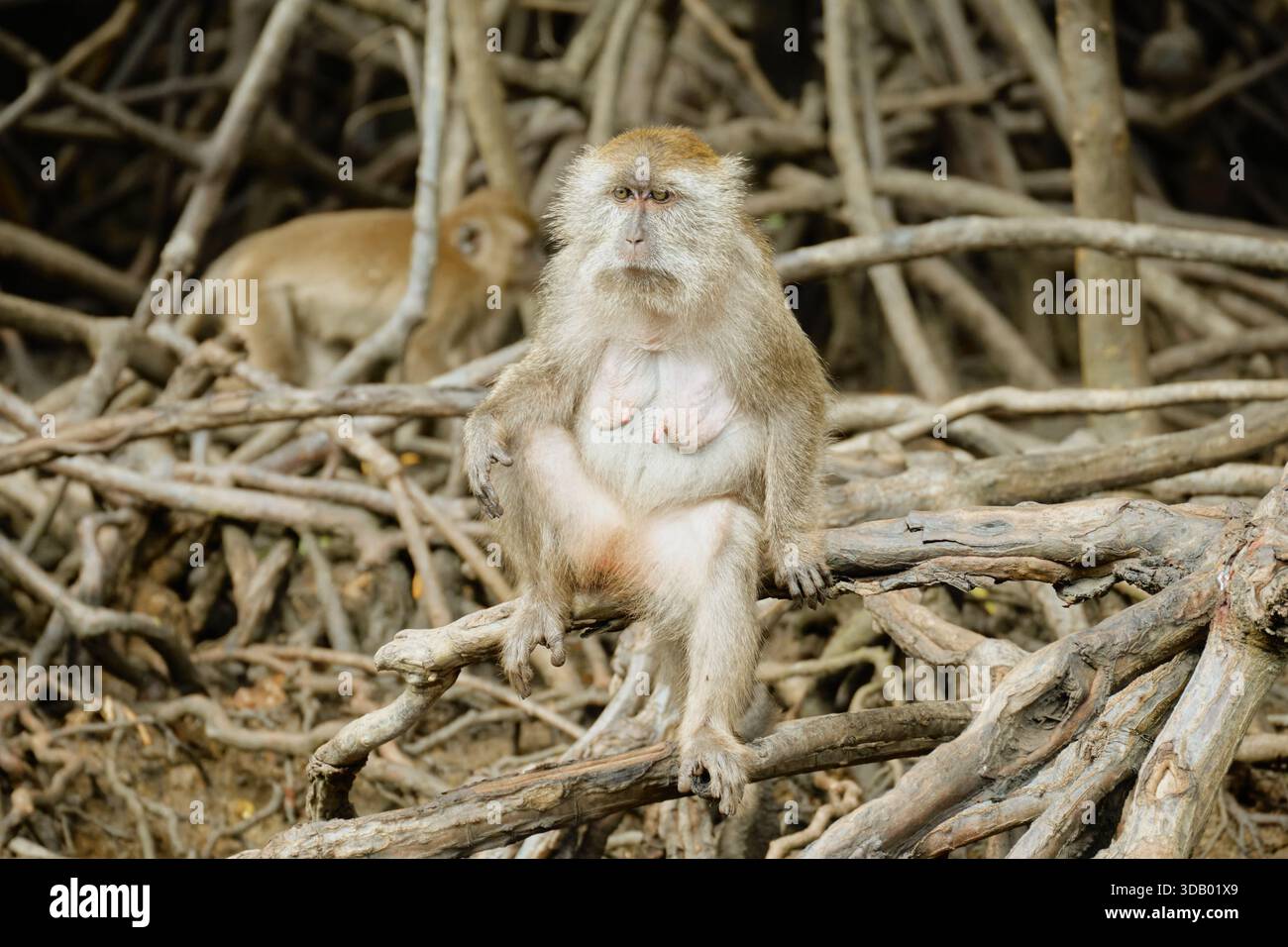 Affen im Mangrovenwald von Langkawi Island, Malaysia. Hochwertige Fotos Stockfoto