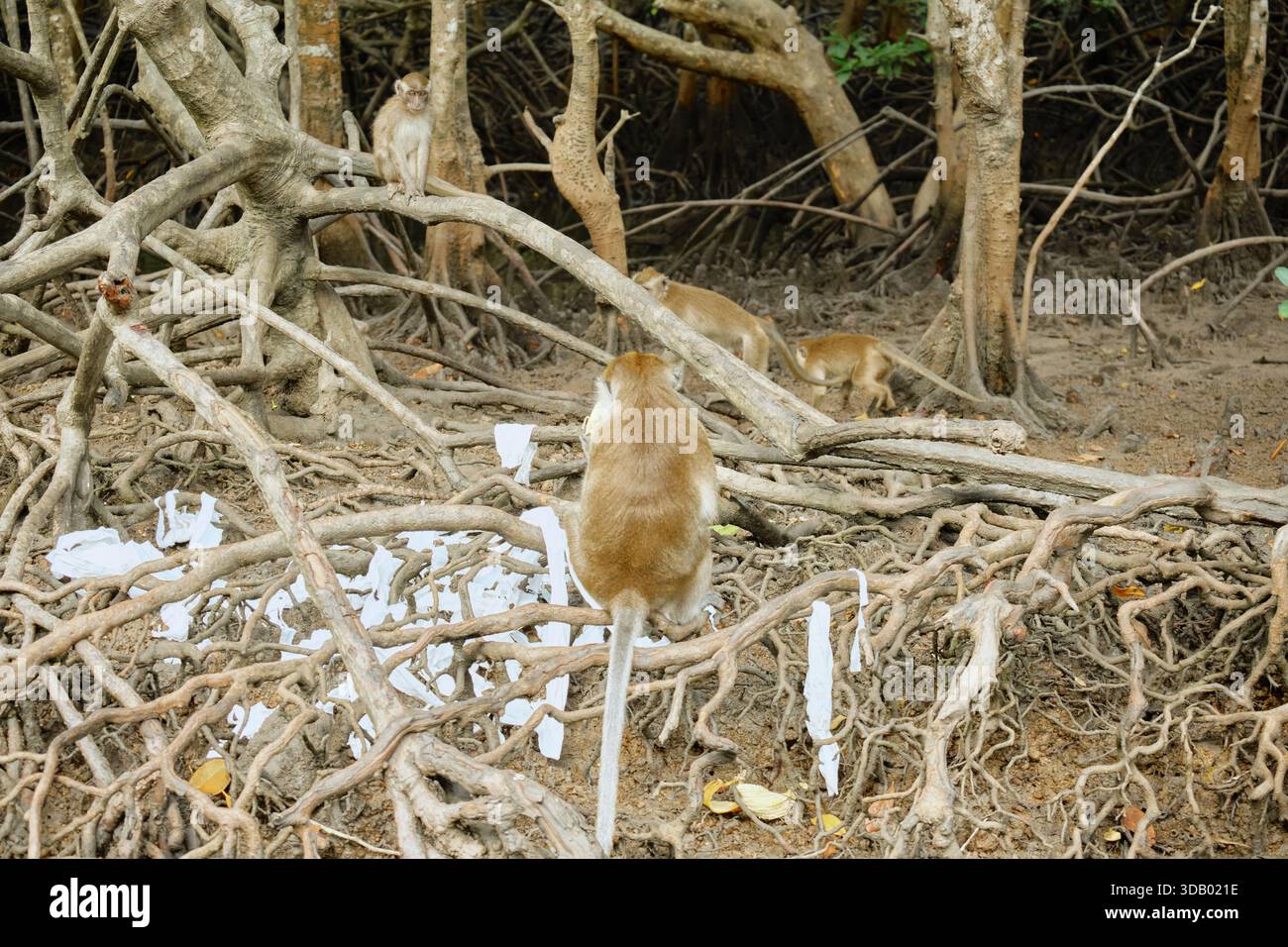 Affen im Mangrovenwald von Langkawi Island, Malaysia. Hochwertige Fotos Stockfoto