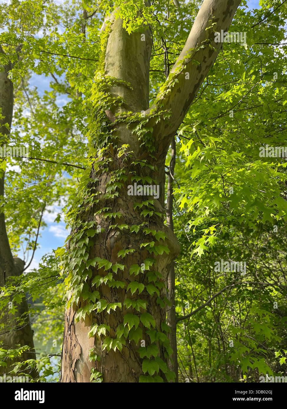 Üppig grüne Sommertage im Herzen des Central Park - Smartphone-aufgenommenes Stockfoto