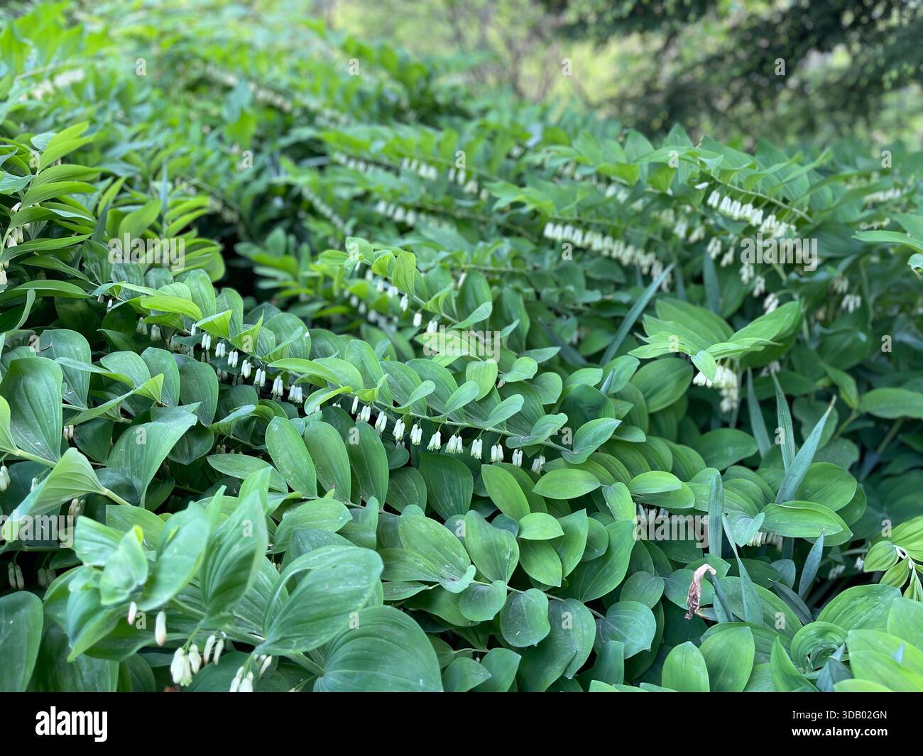 Üppig grüne Sommertage im Herzen des Central Park - Smartphone-aufgenommenes Stockfoto