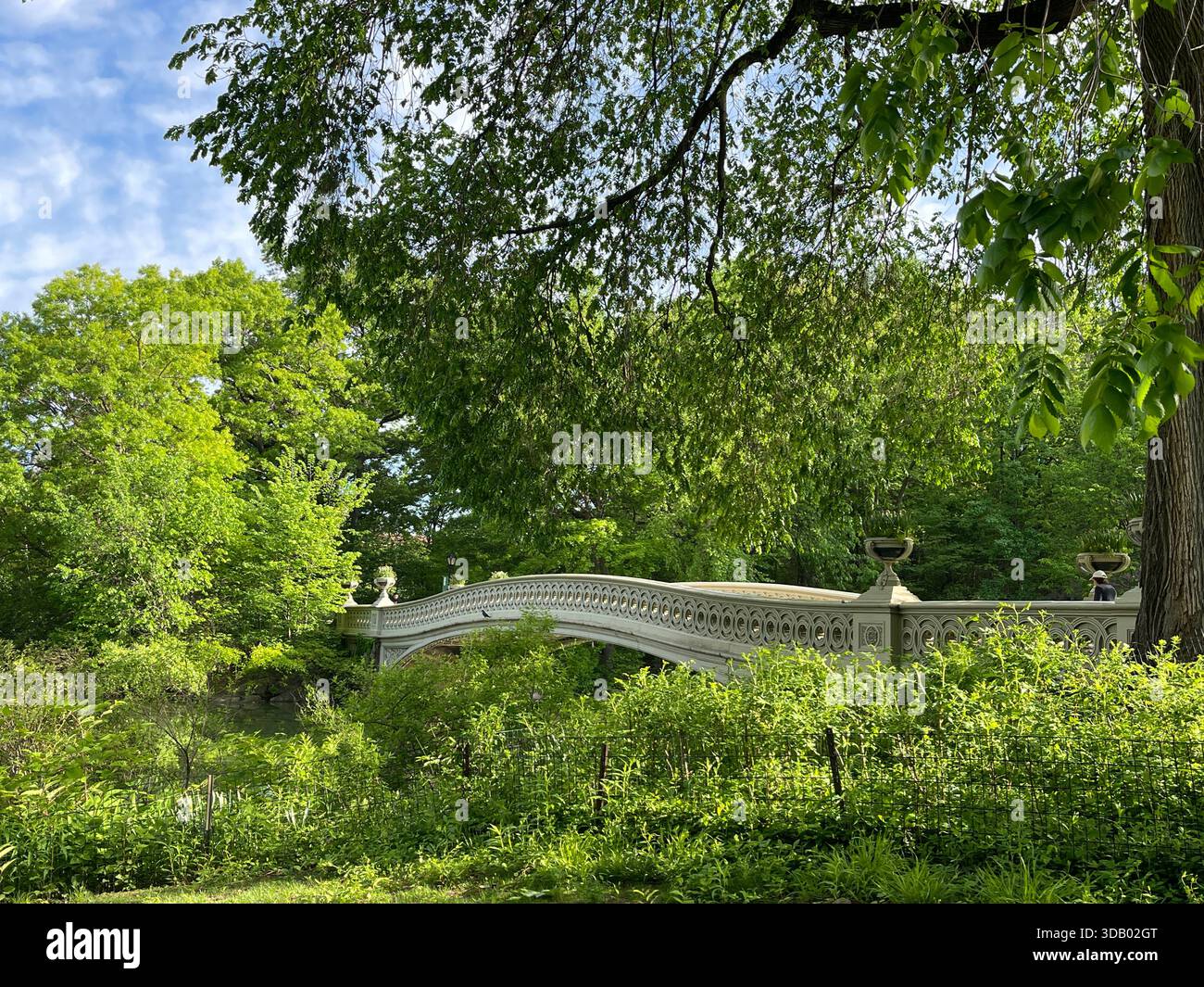 Üppig grüne Sommertage im Herzen des Central Park - Smartphone-aufgenommenes Stockfoto