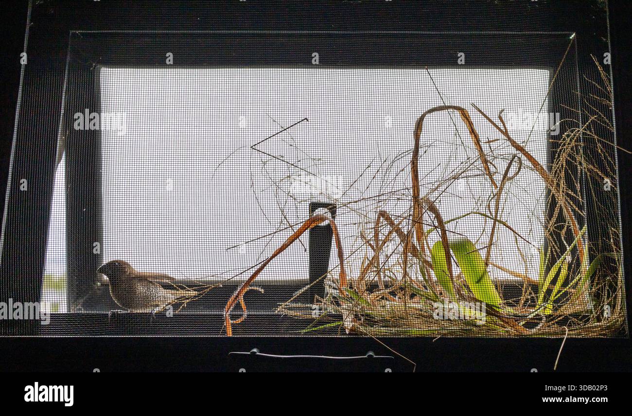 Vögel bauen Nester in Fensterschlitzen hinter dem Moskitonetz Stockfoto