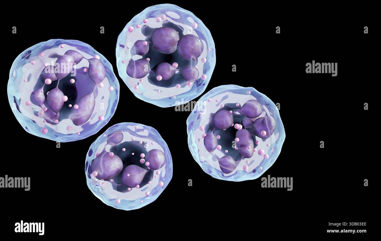 Ein 3D-Rendering hypersegmentierter Neutrophile. Ihre Kerne zeigen eine Anomalie, unterteilt in mehrere 6 oder mehr Segmente Stockfoto