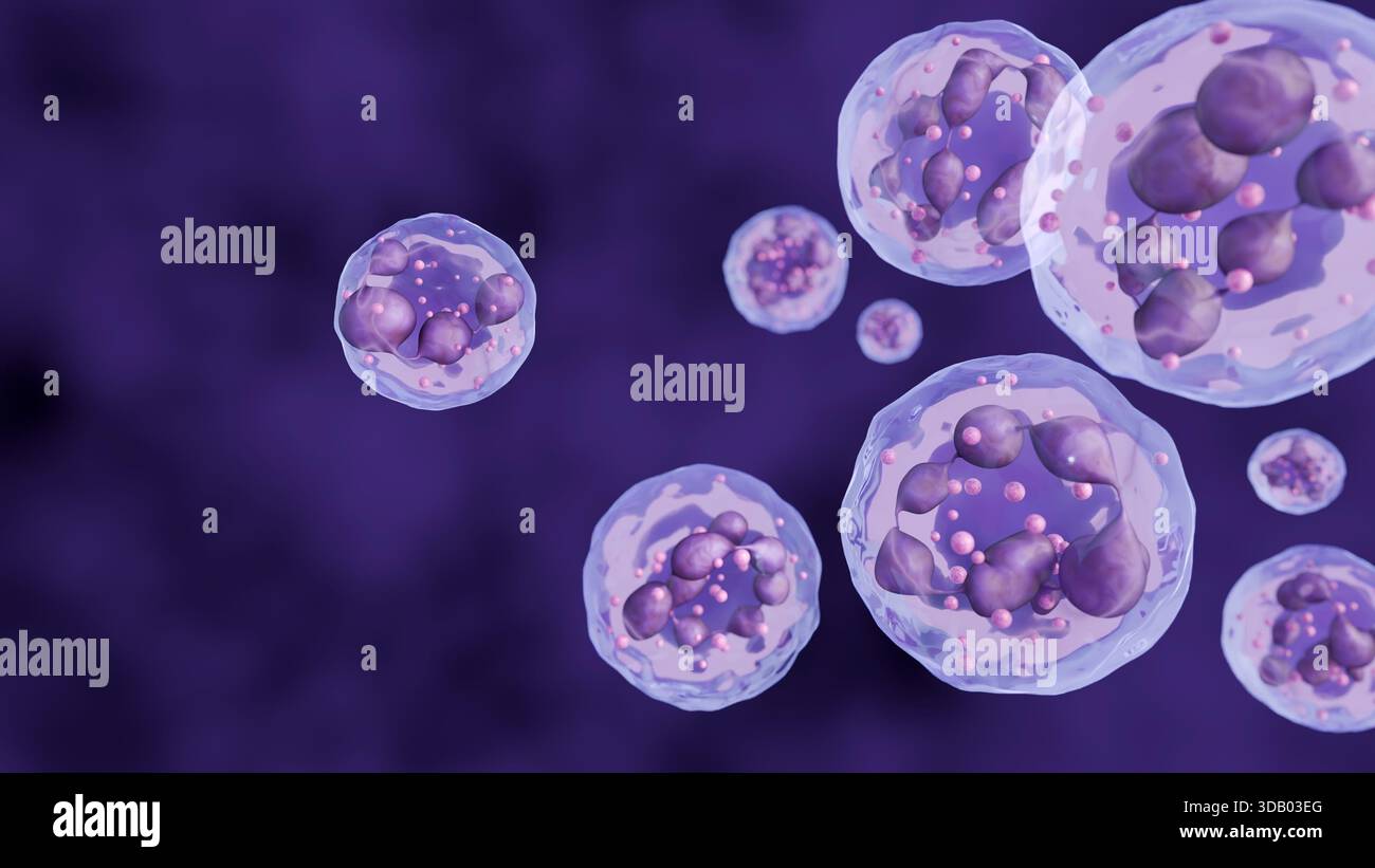 Ein 3D-Rendering hypersegmentierter Neutrophile. Ihre Kerne zeigen eine Anomalie, unterteilt in mehrere 6 oder mehr Segmente Stockfoto