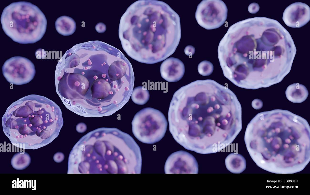 Ein 3D-Rendering hypersegmentierter Neutrophile. Ihre Kerne zeigen eine Anomalie, unterteilt in mehrere 6 oder mehr Segmente Stockfoto