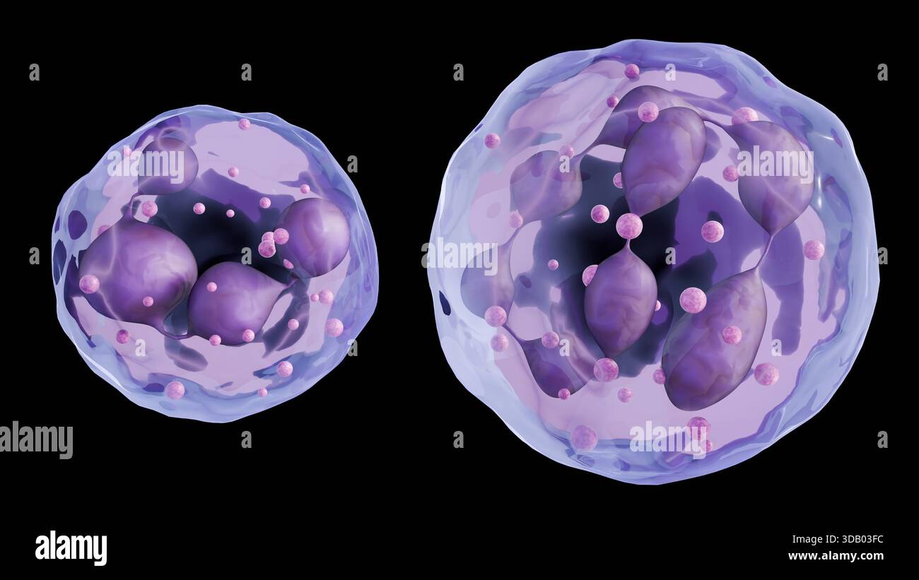 Ein 3D-Rendering hypersegmentierter Neutrophile. Ihre Kerne zeigen eine Anomalie, unterteilt in mehrere 6 oder mehr Segmente Stockfoto