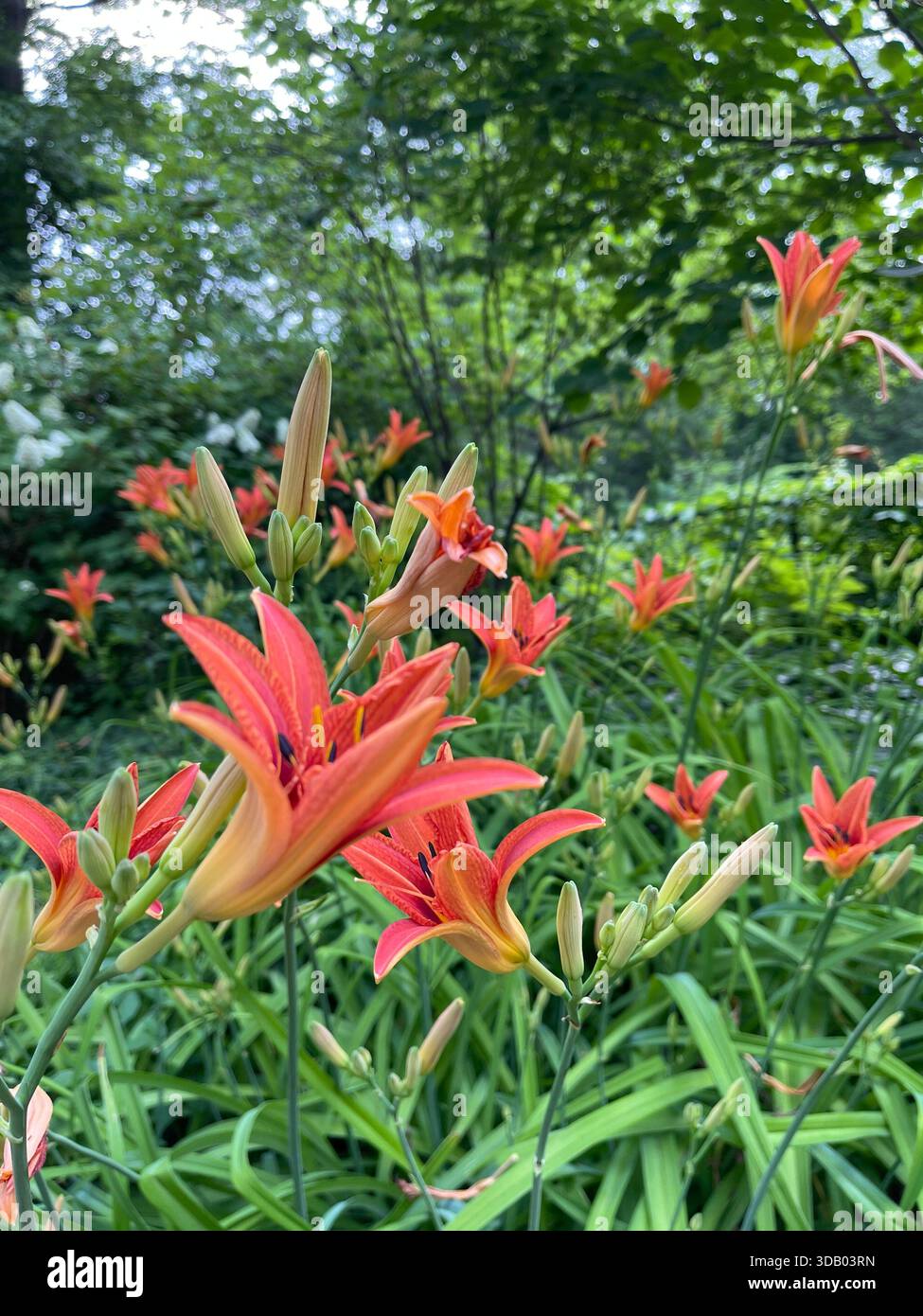 Üppig grüne Sommertage im Herzen des Central Park - Smartphone-aufgenommenes Stockfoto
